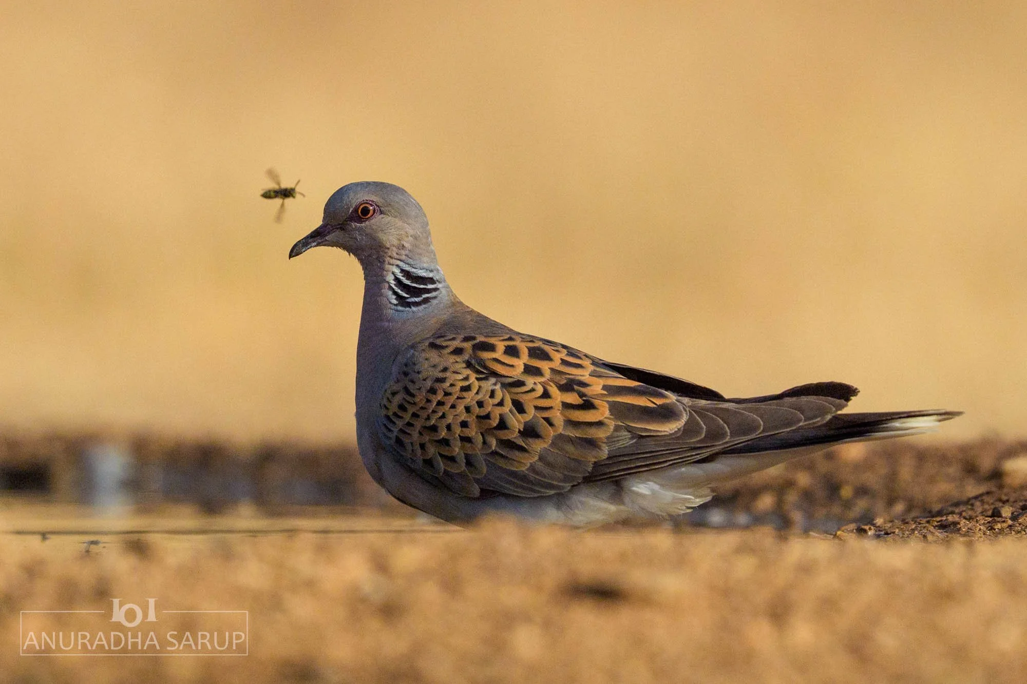 European Turtle-Dove