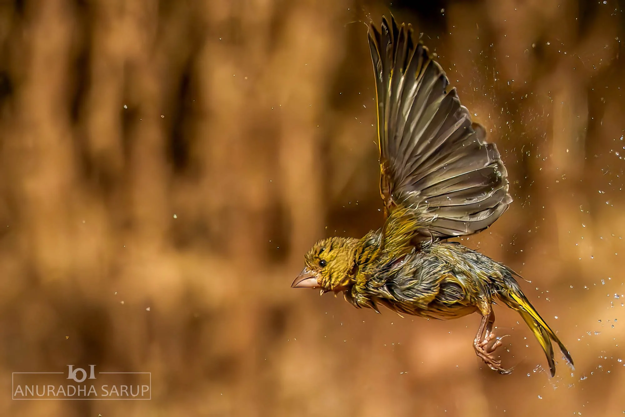 European greenfinch