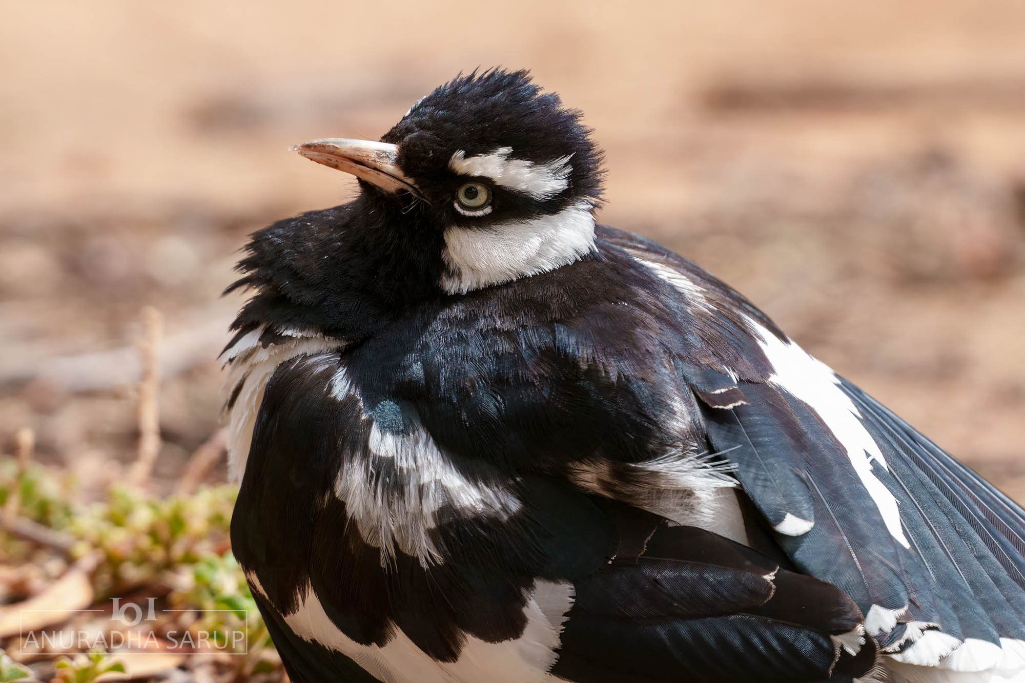 Magpie-lark
