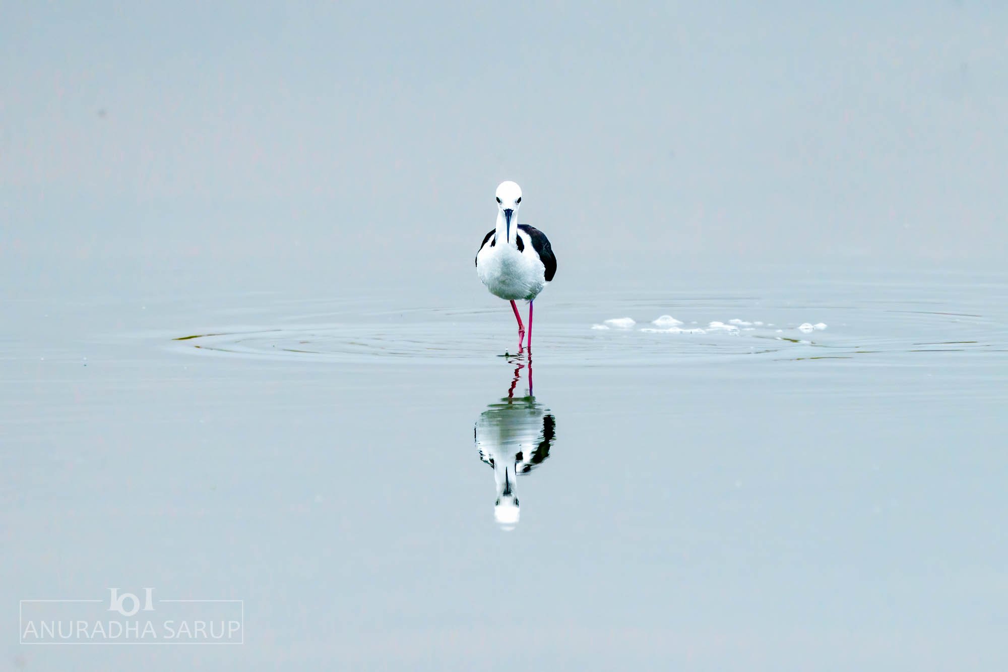 Pied stilt