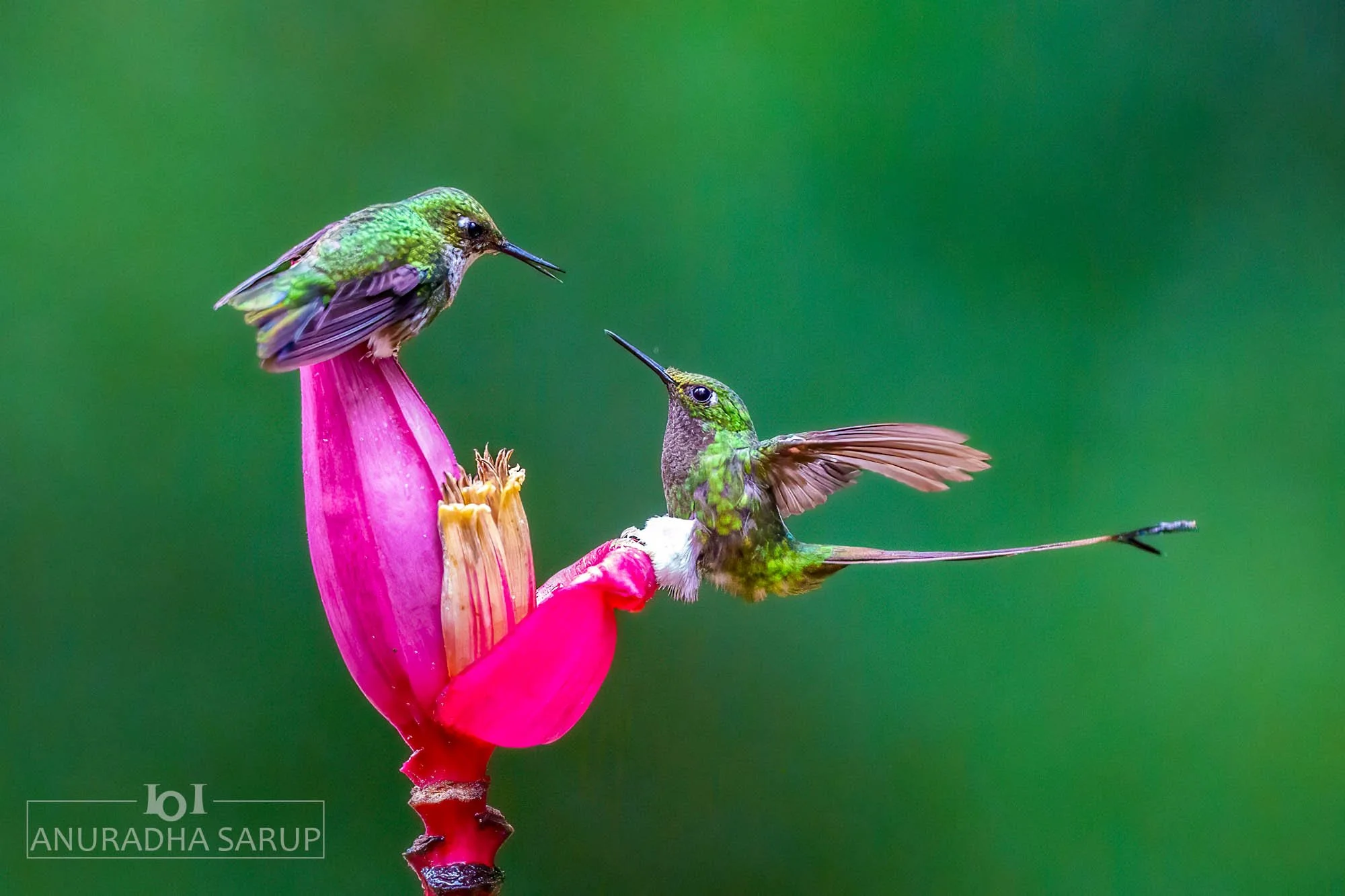 White-booted racket-tail (couple)