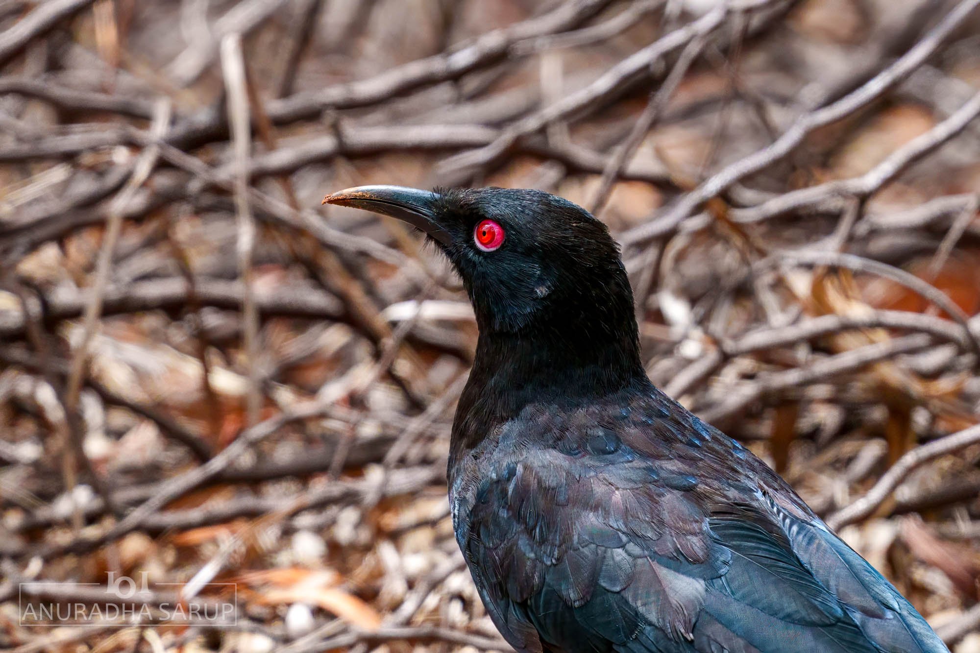 White-winged chough