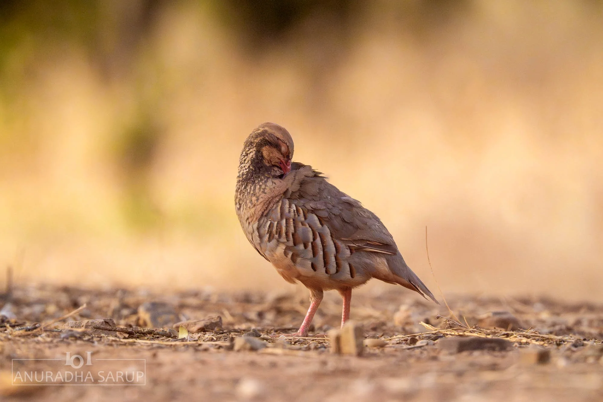 Red-legged Partridge