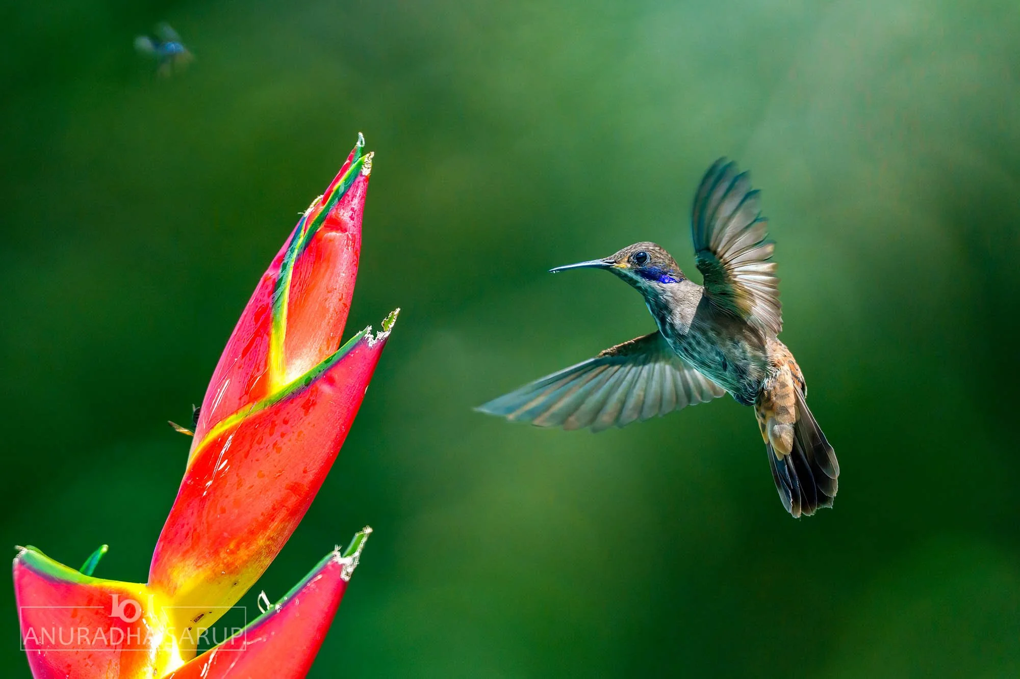 Brown violetear