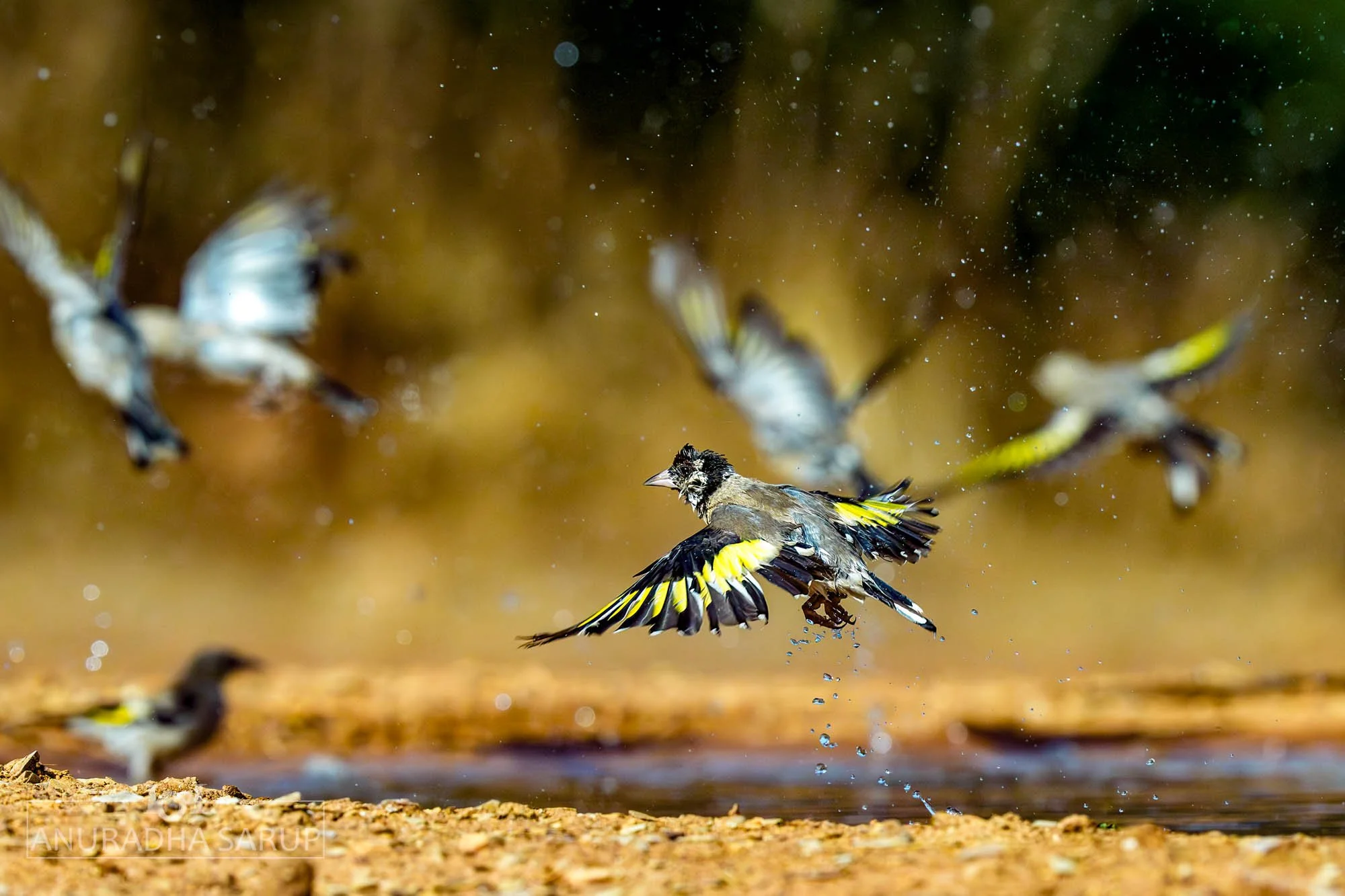 European goldfinch