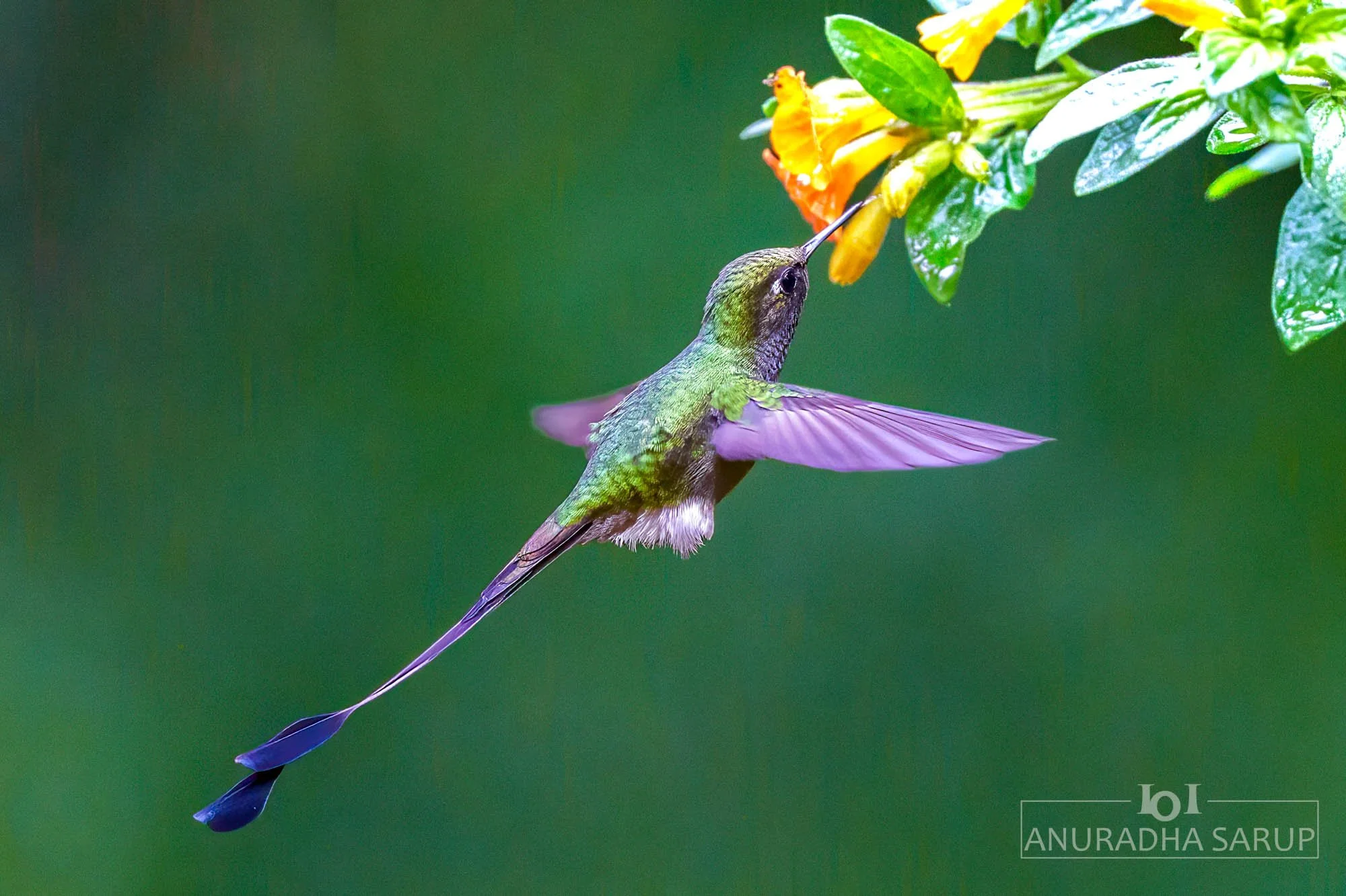 White-booted racket-tail