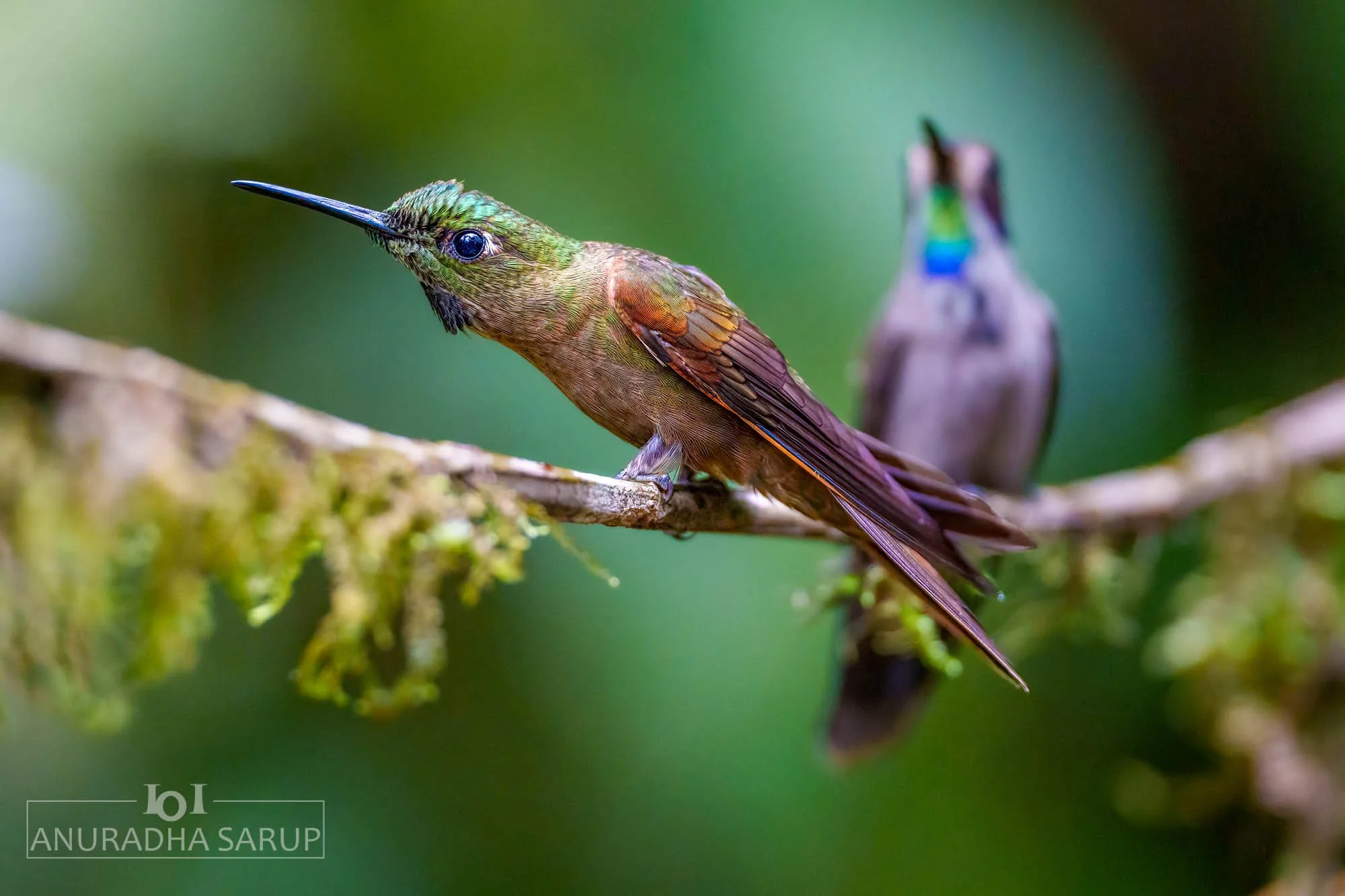 Fawn-breasted brilliant