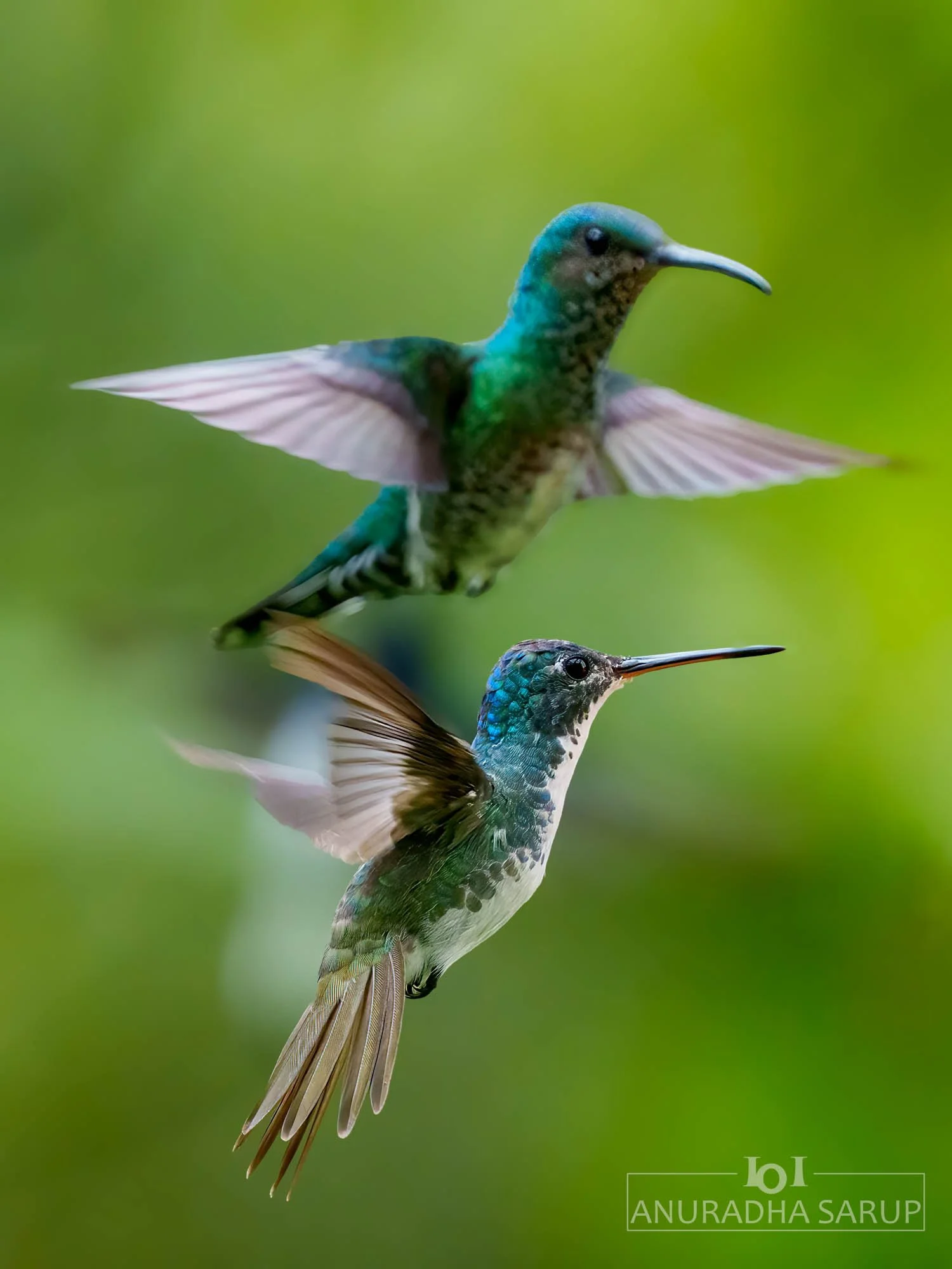 Andean emerald & White-necked jacobin