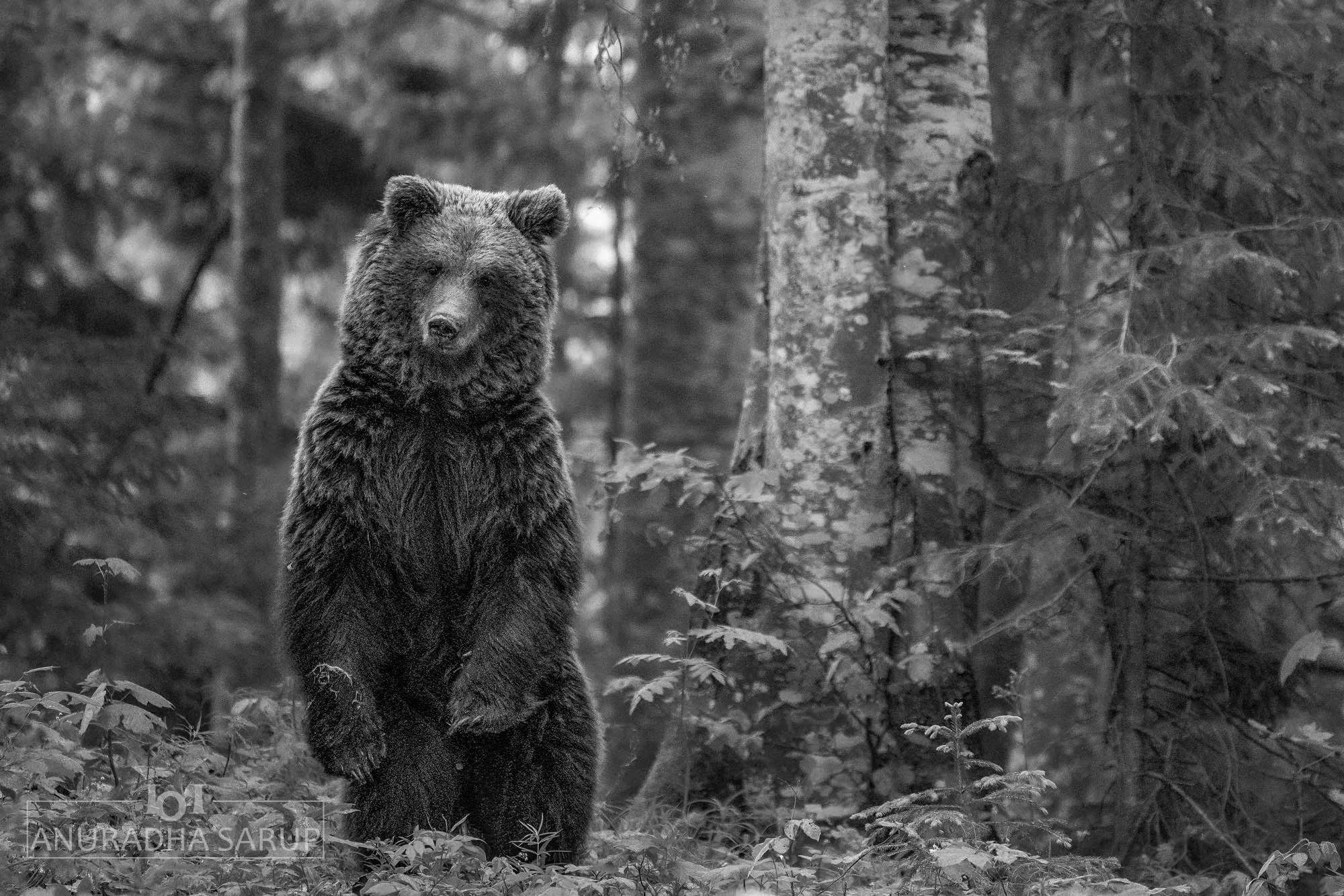 20220521-Slovenia Bears-714-Bearbeitet.jpg