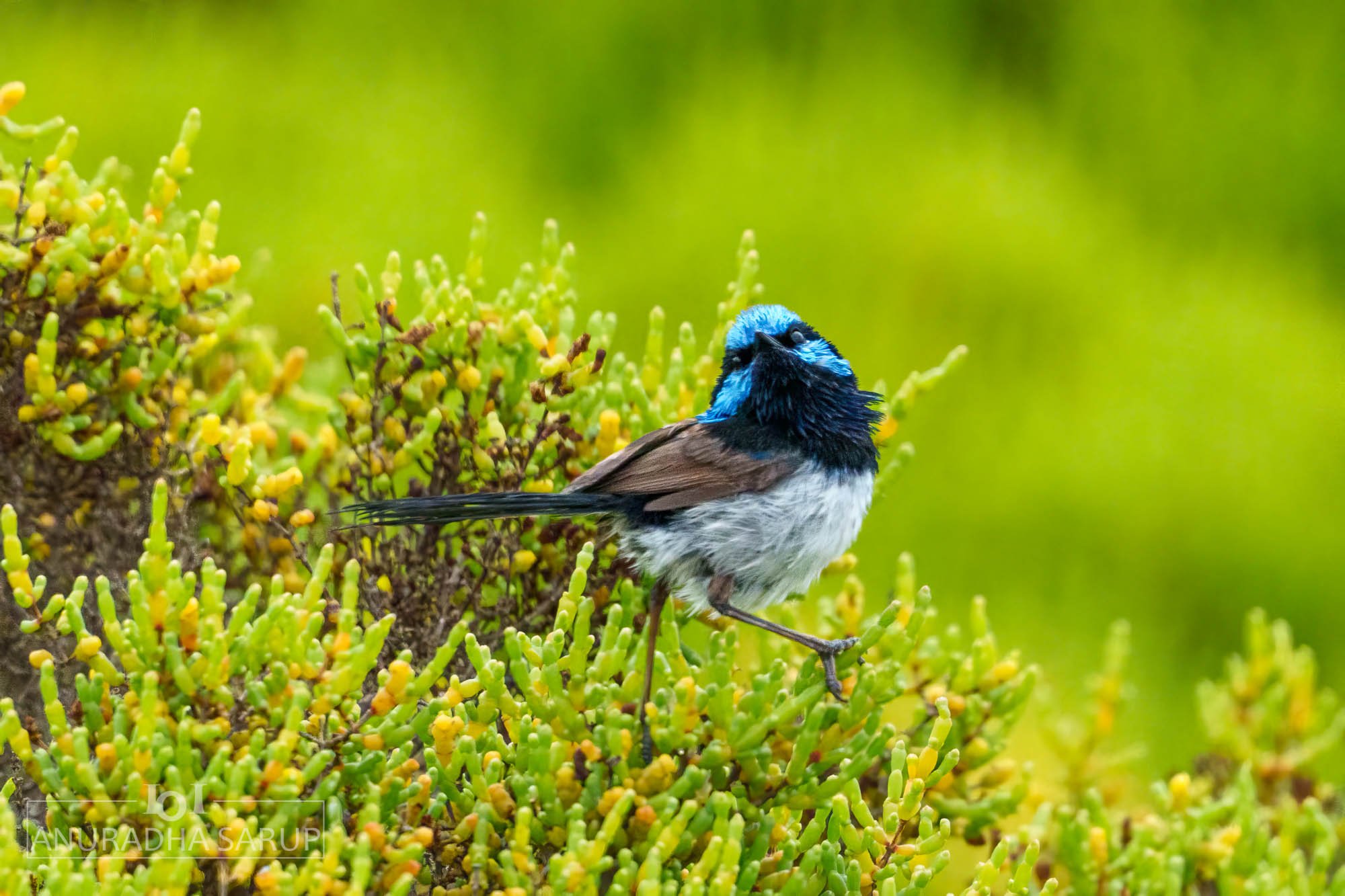 Superb Fairywren