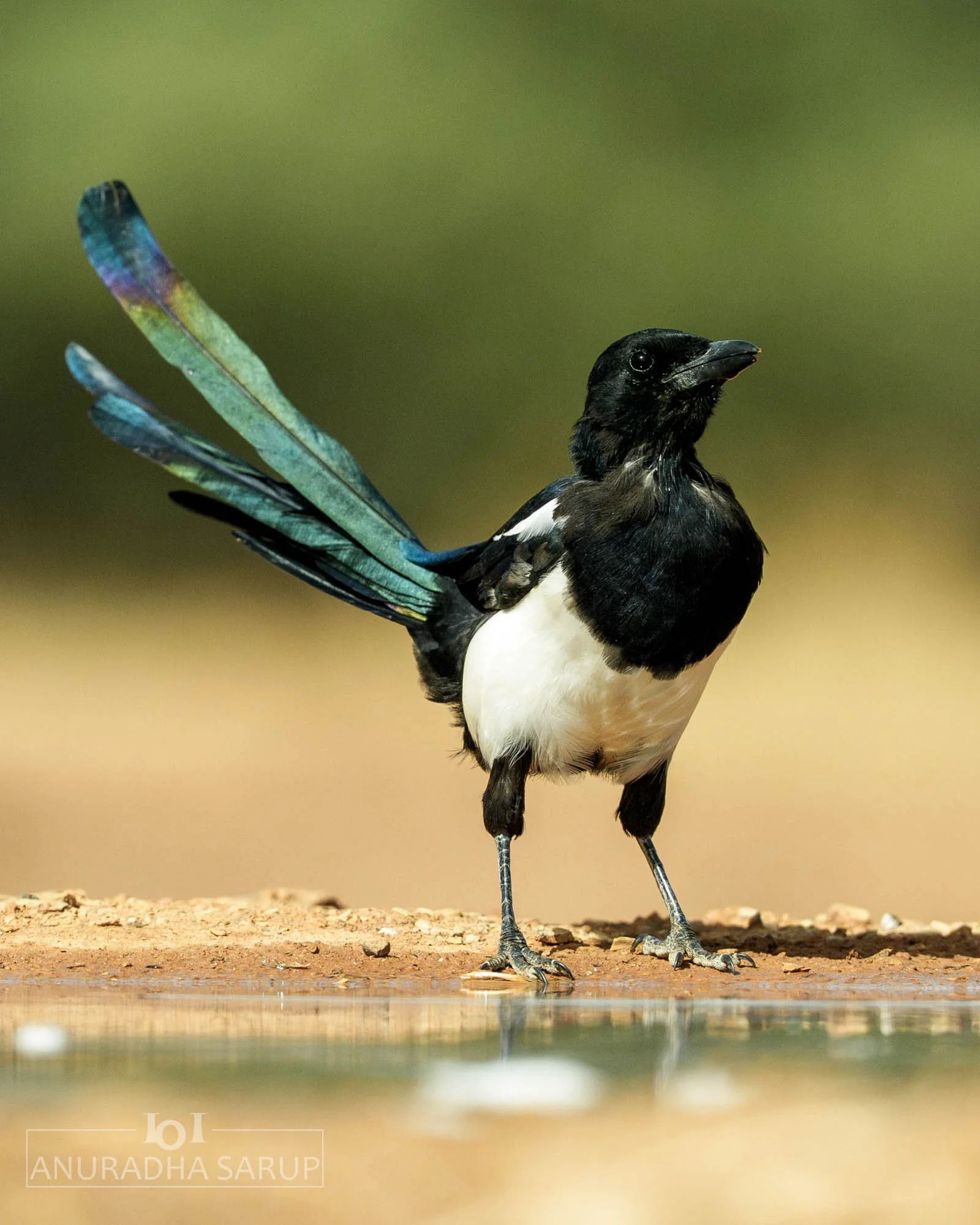 Eurasian magpie