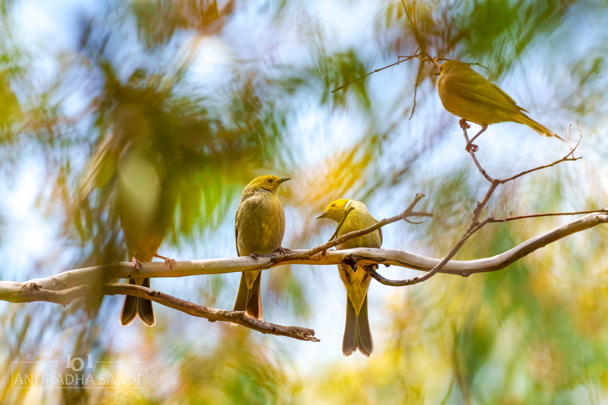 White-plumed honeyeaters