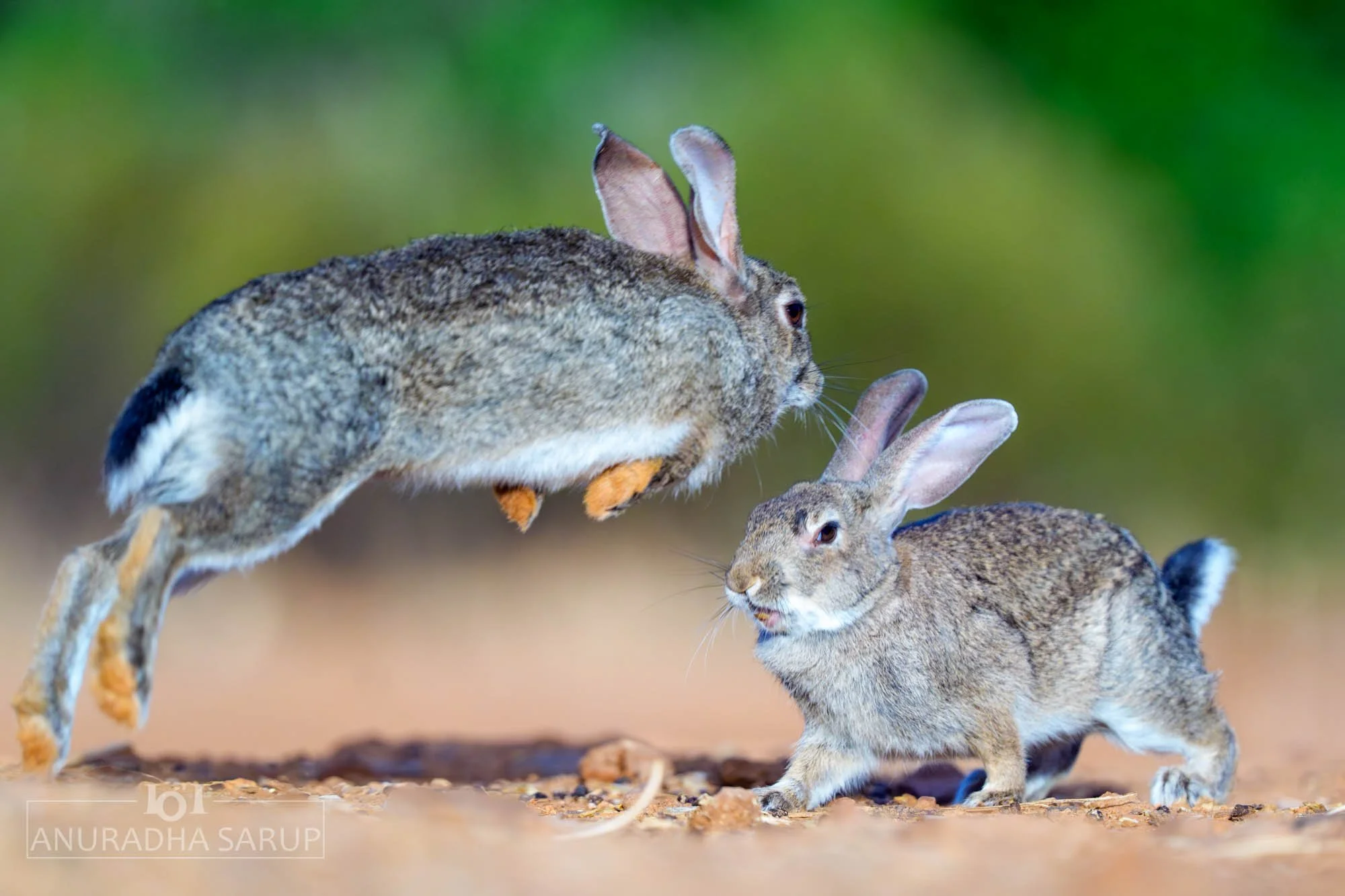 European rabbit
