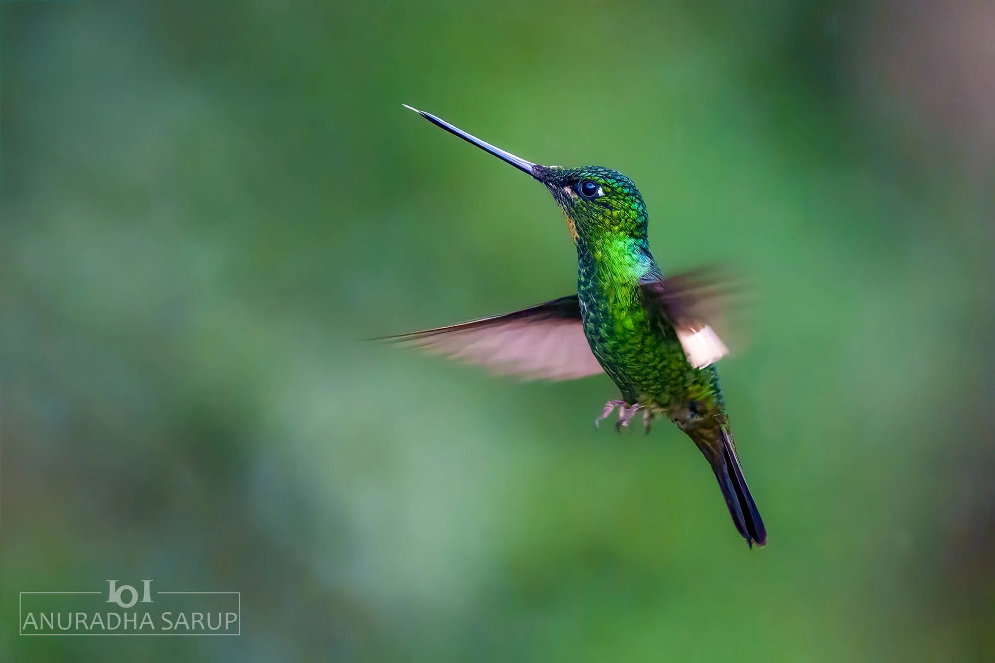 Buff-winged starfrontlet