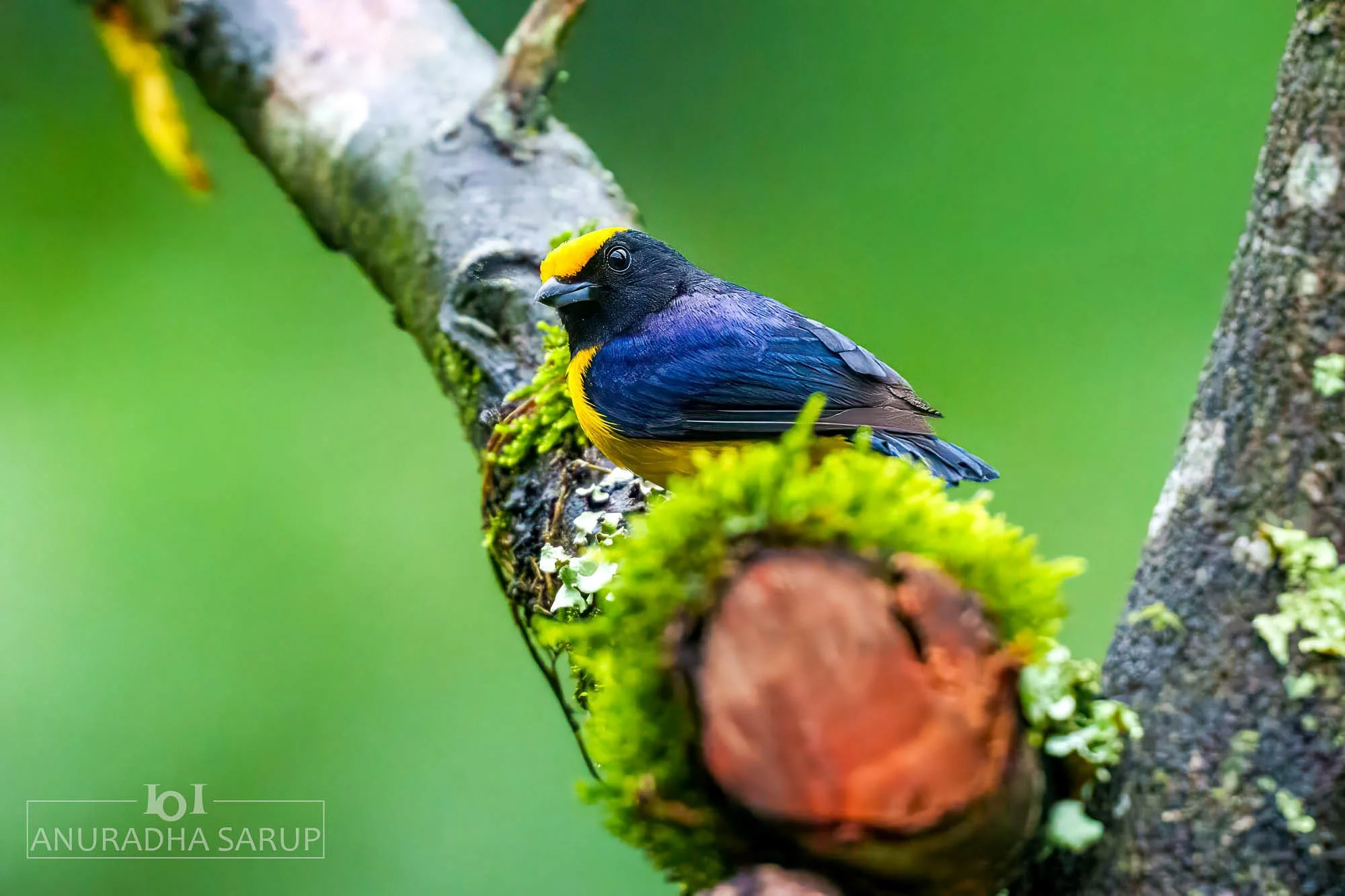 Golden-crowned Tanager