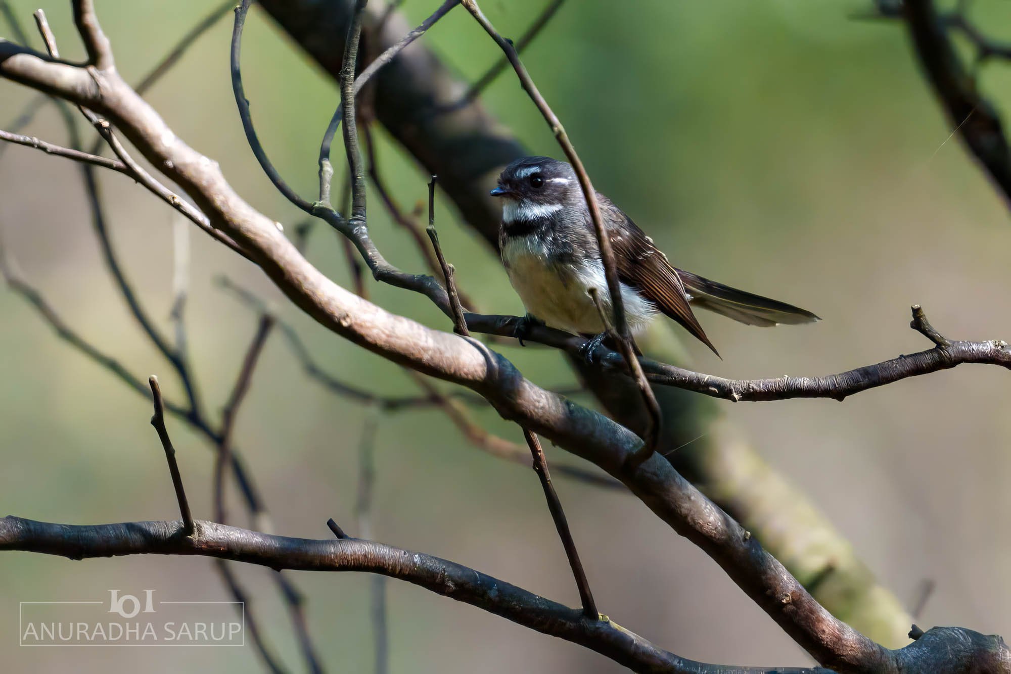 Grey fantail