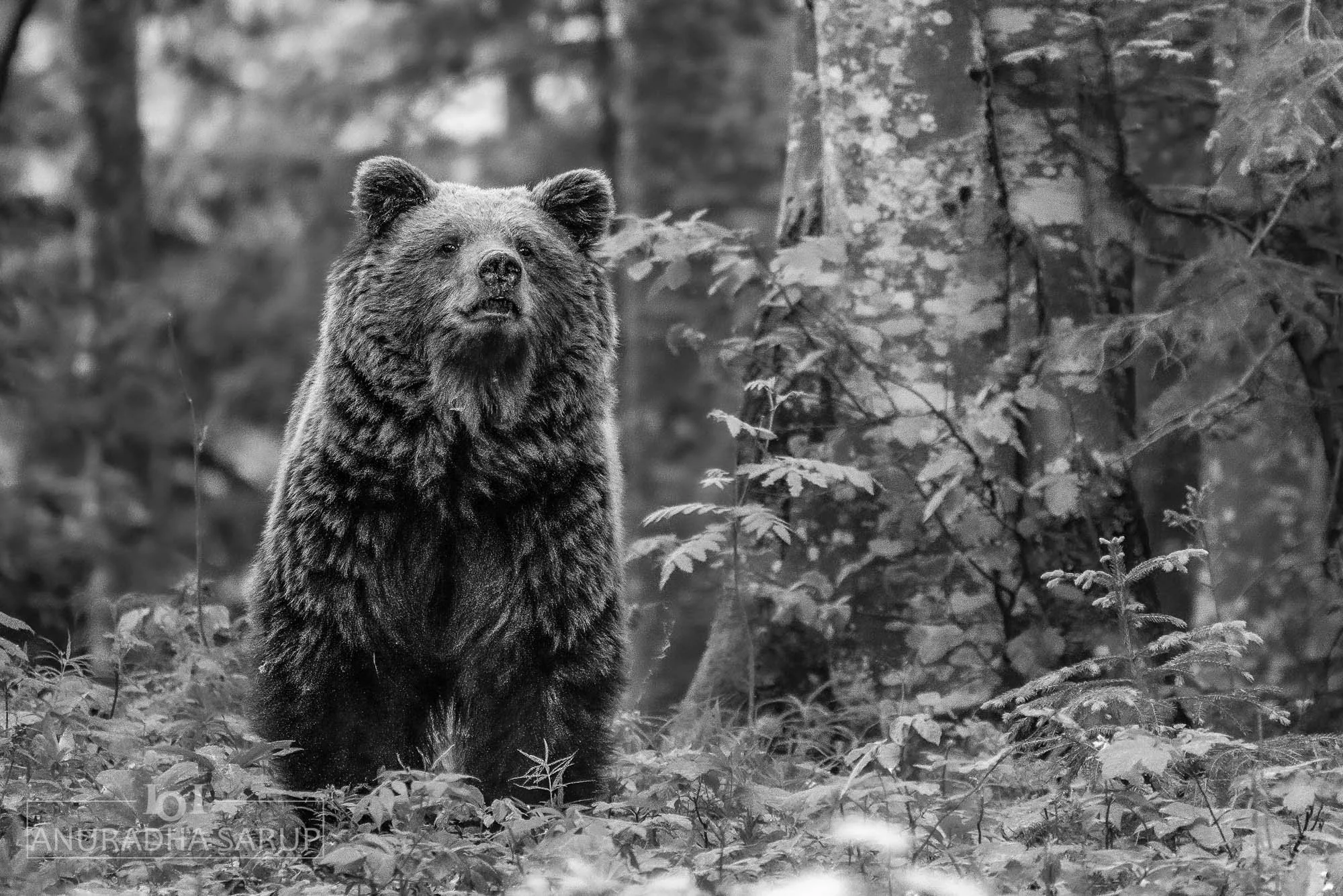 20220521-Slovenia Bears-663-Bearbeitet-2-Bearbeitet.jpg