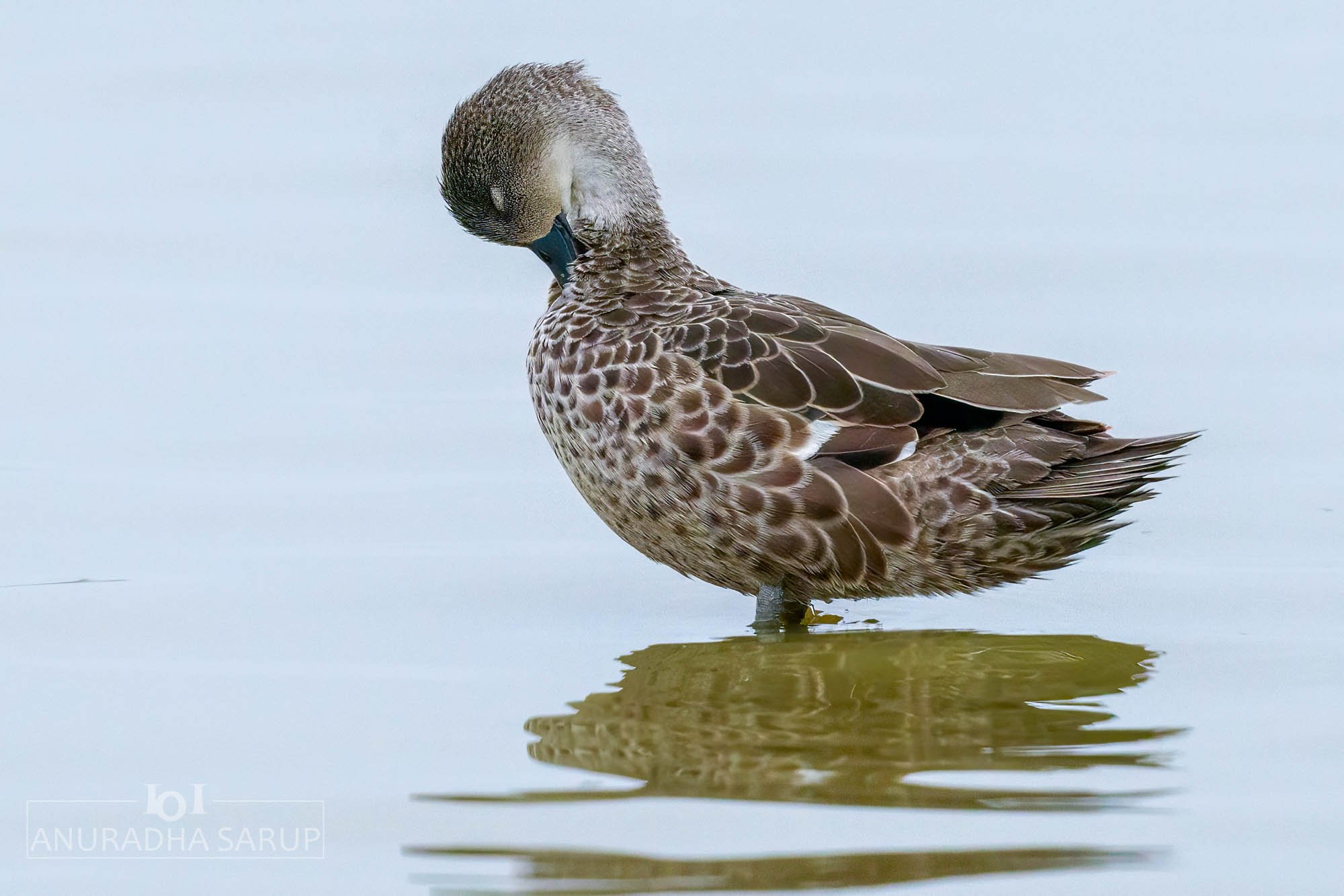 Chestnut Teal