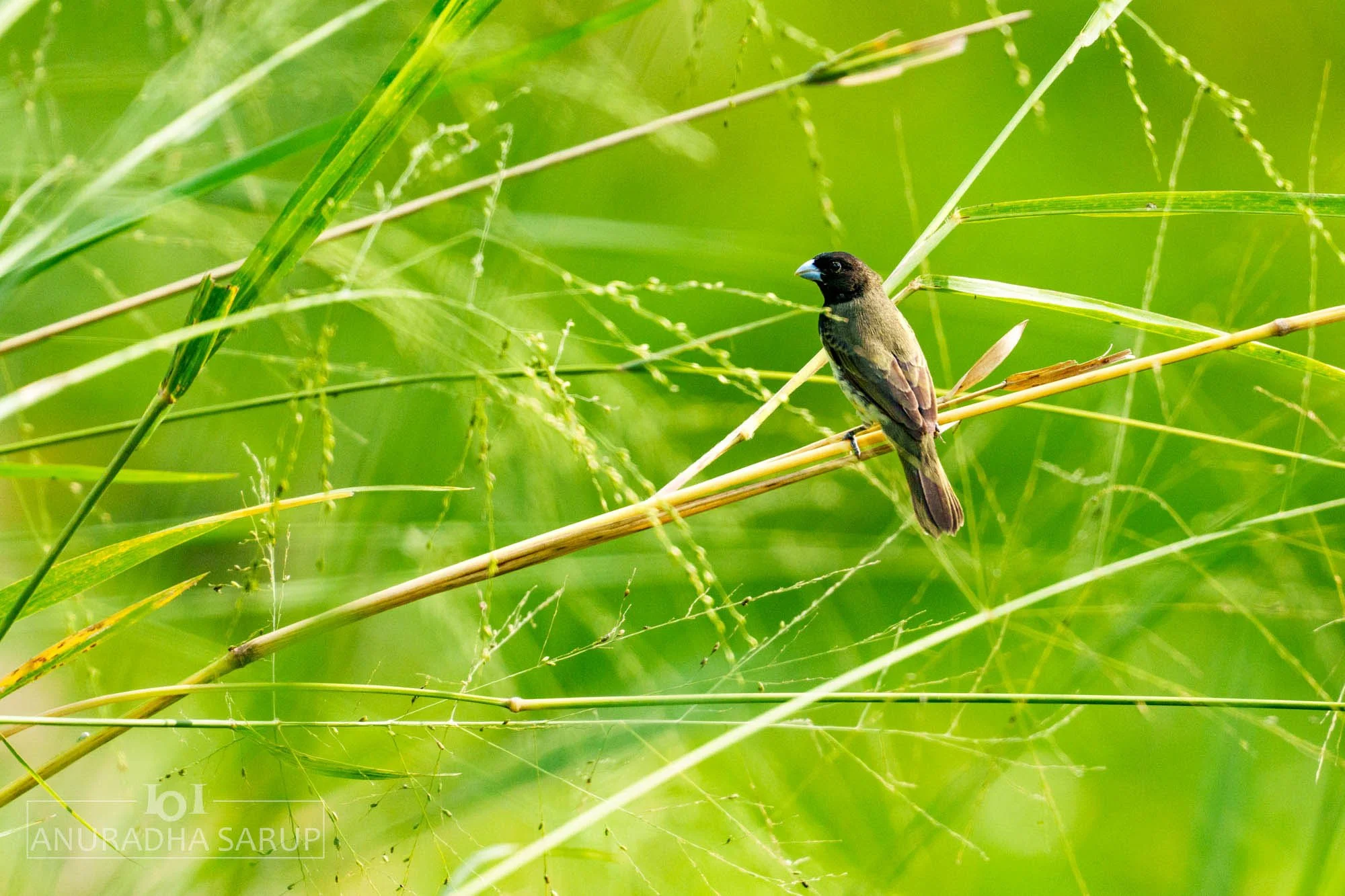 Yellow-bellied Seedeater