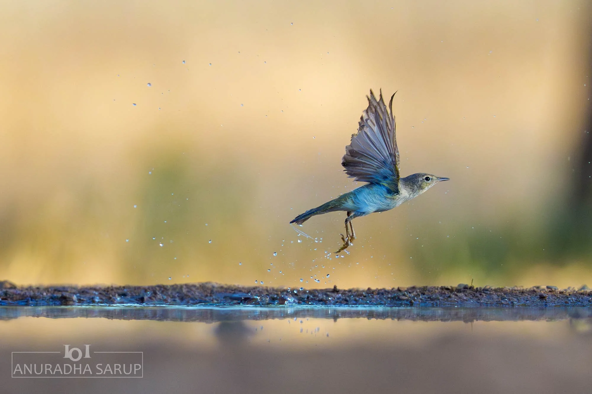 Western Bonelli's Warbler