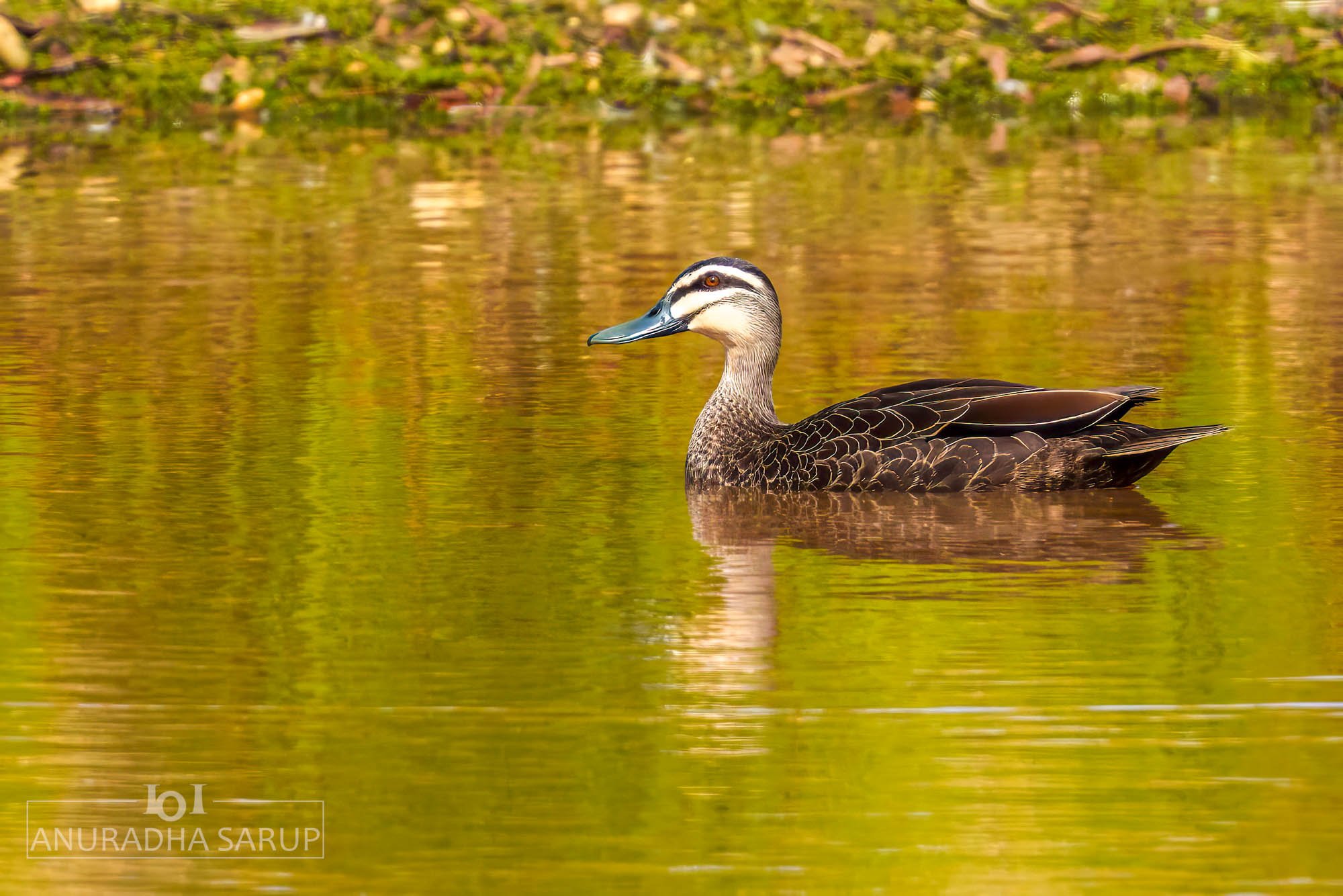 Pacific black duck