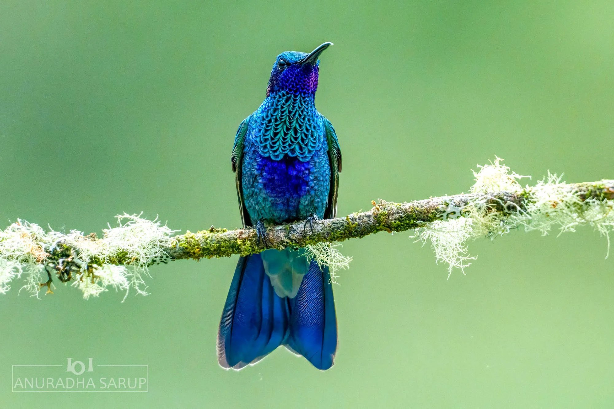 Sparkling violetear