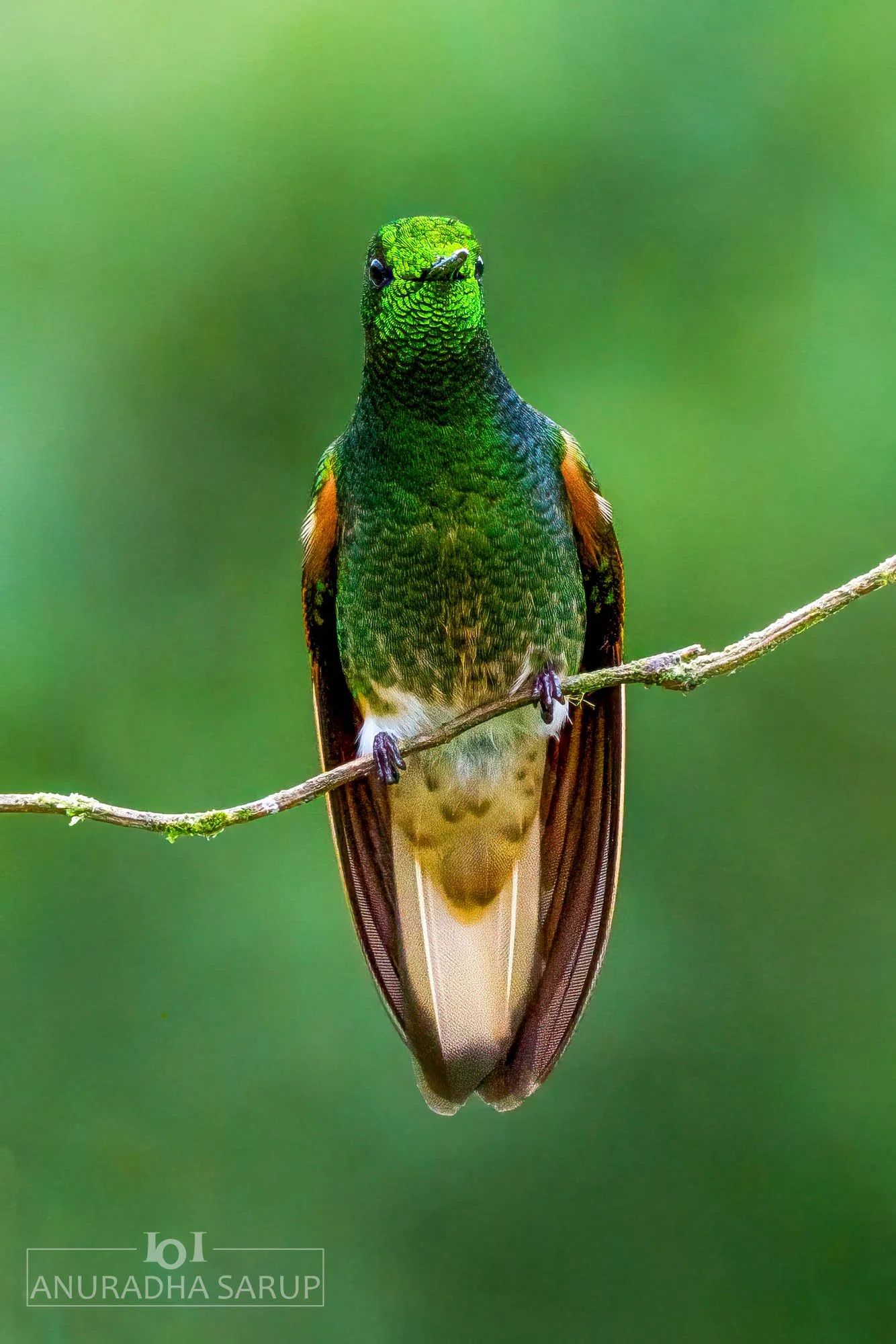 Buff-tailed coronet