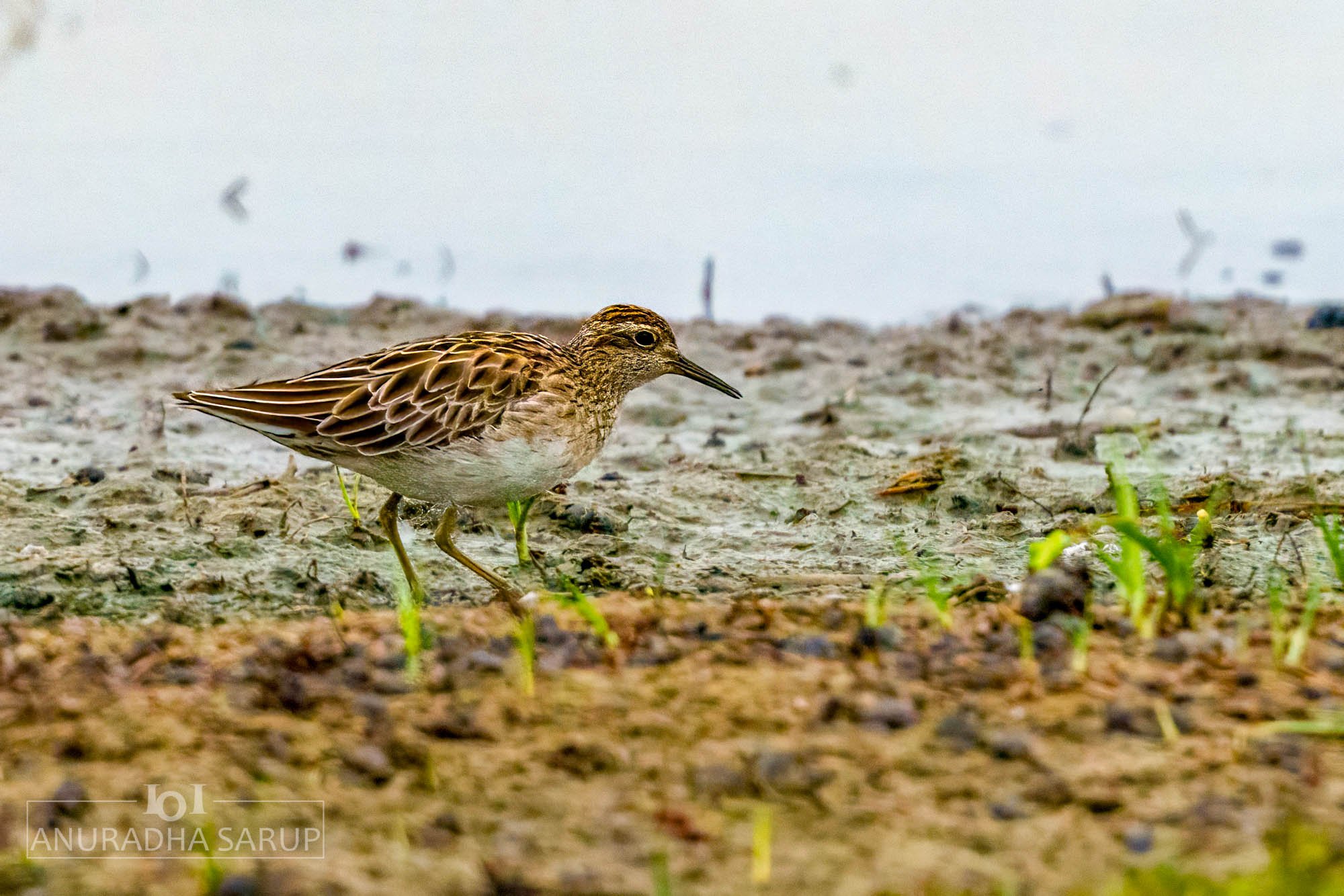 Sharp-tailed sandpiper
