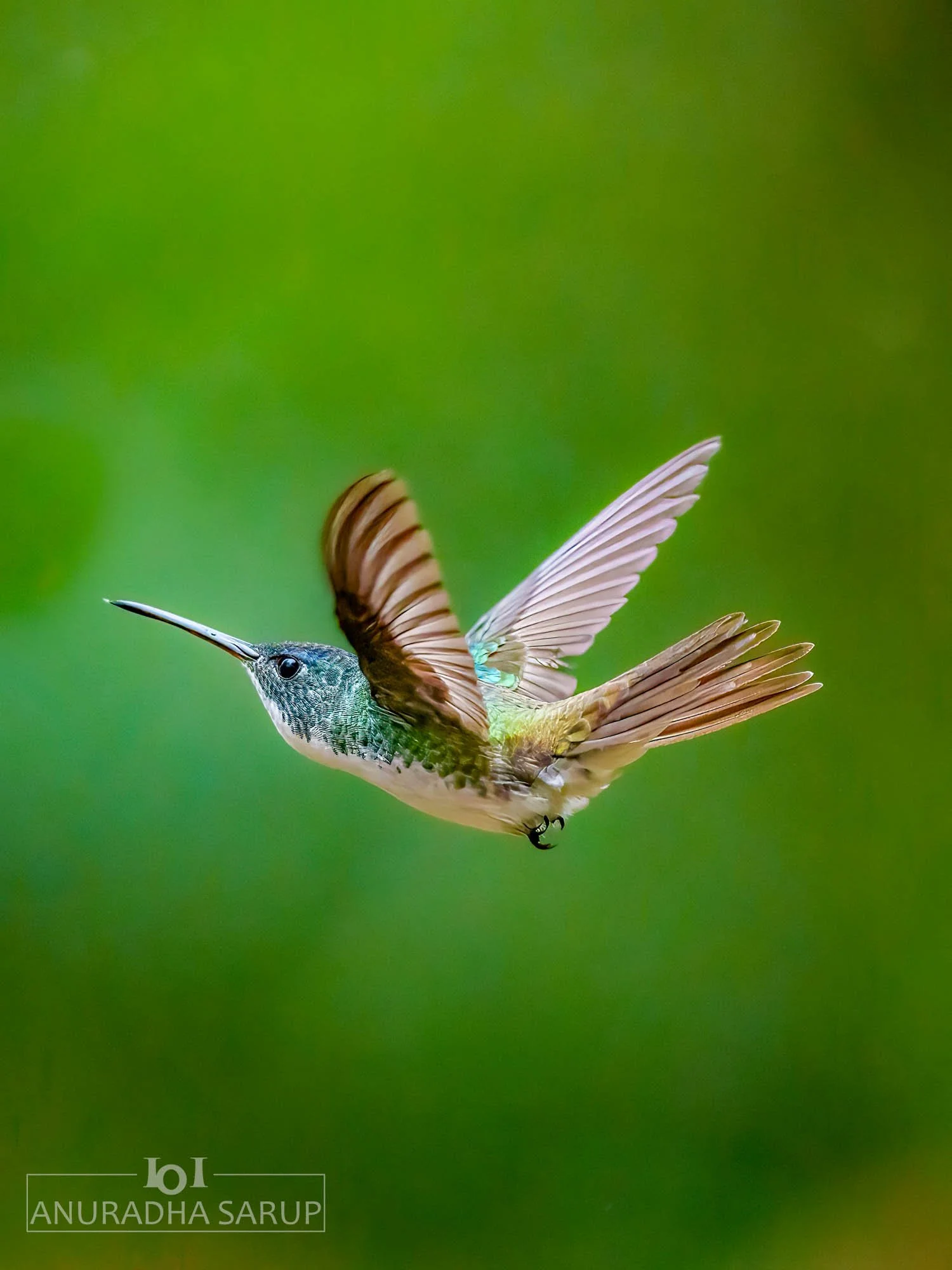 Andean emerald