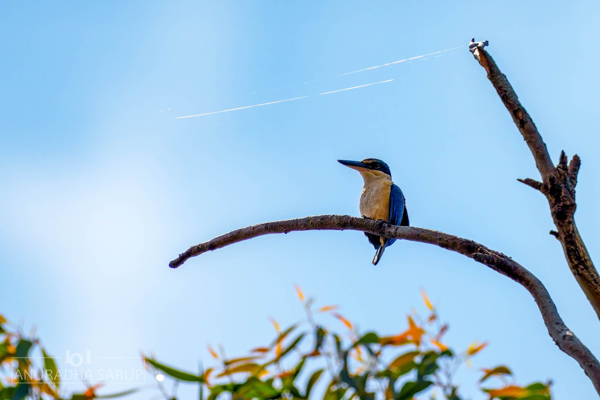 Sacred kingfisher
