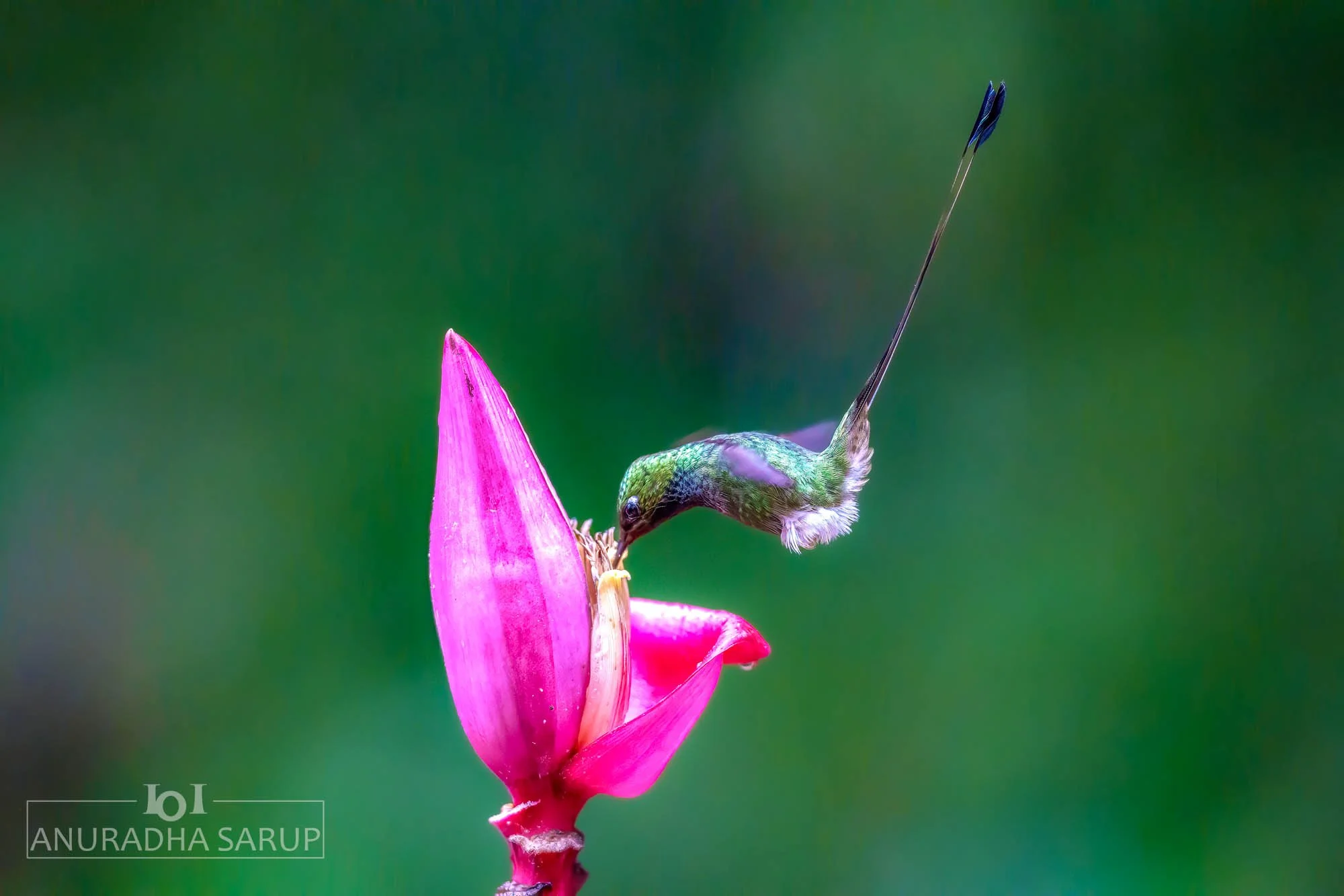 White-booted racket-tail