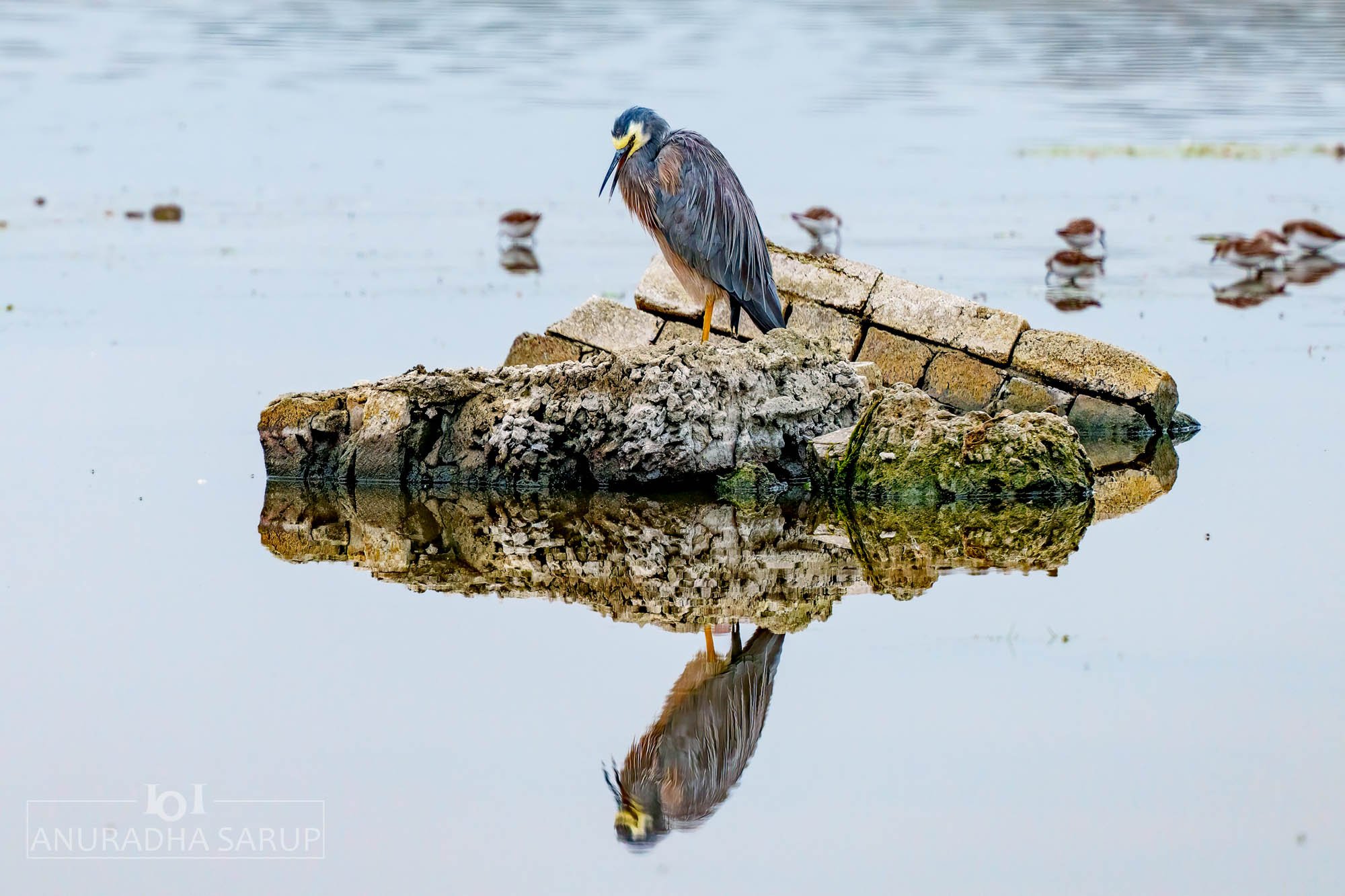 White-faced heron