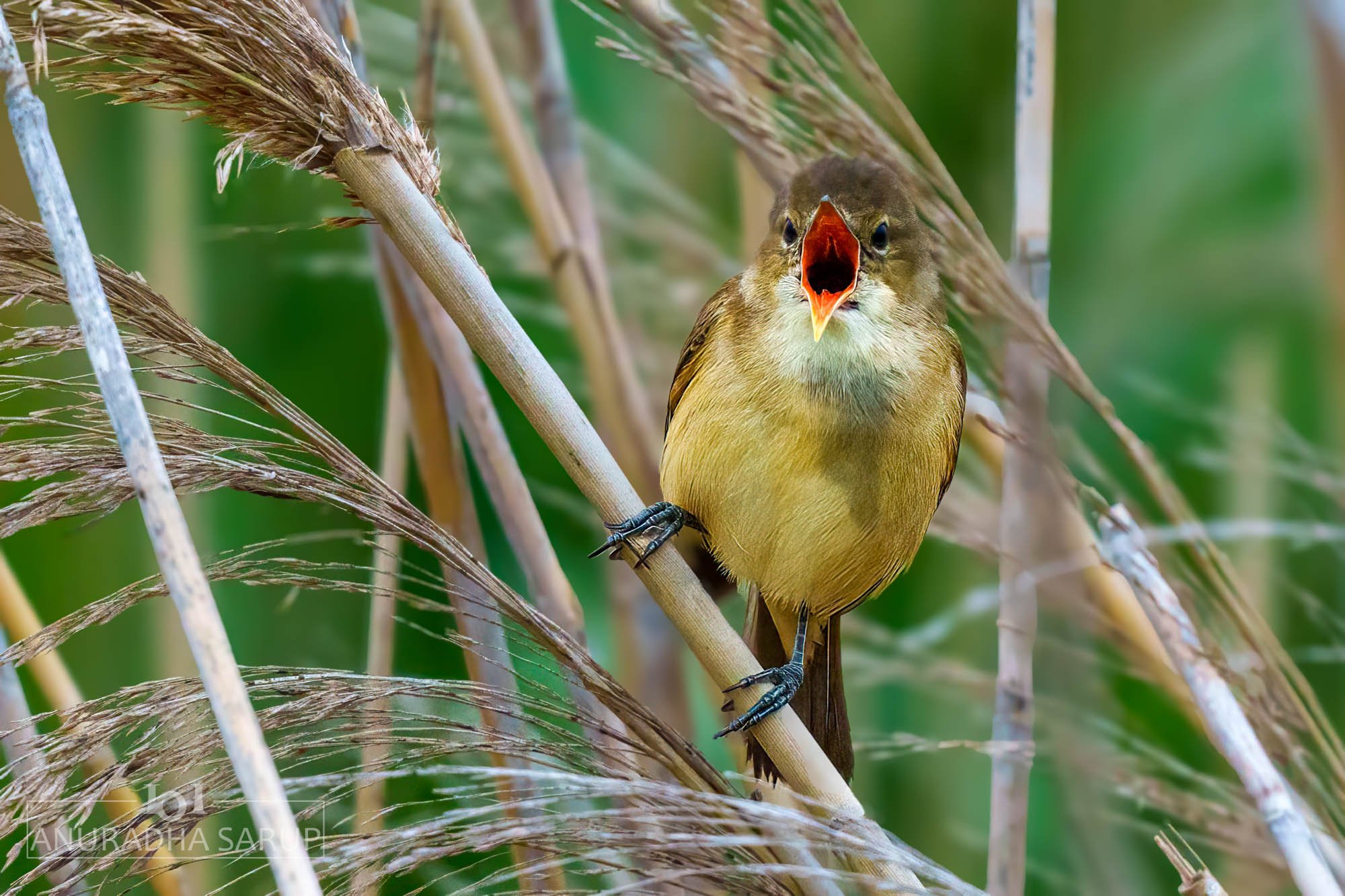 Australian reed warbler