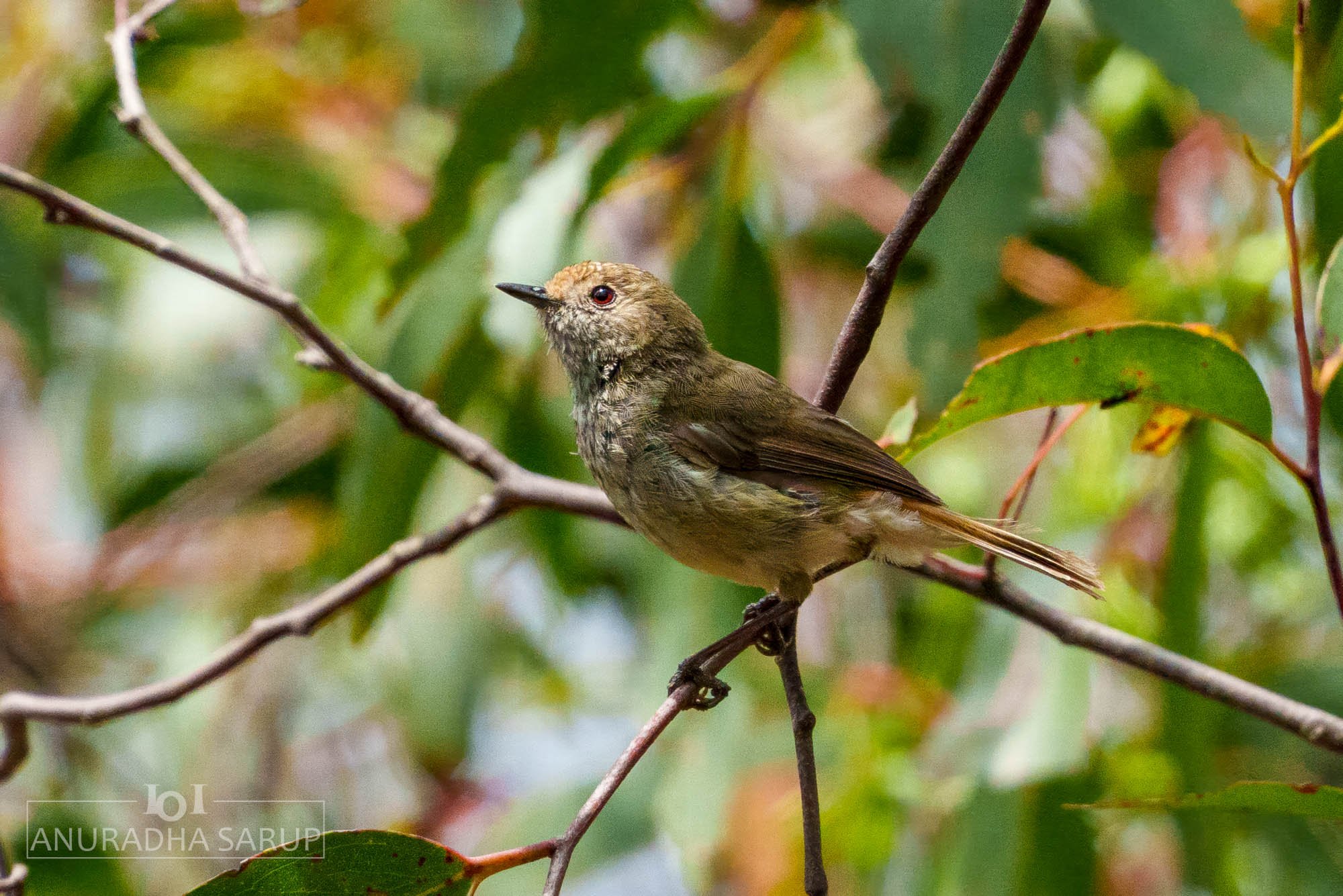 Brown thornbill