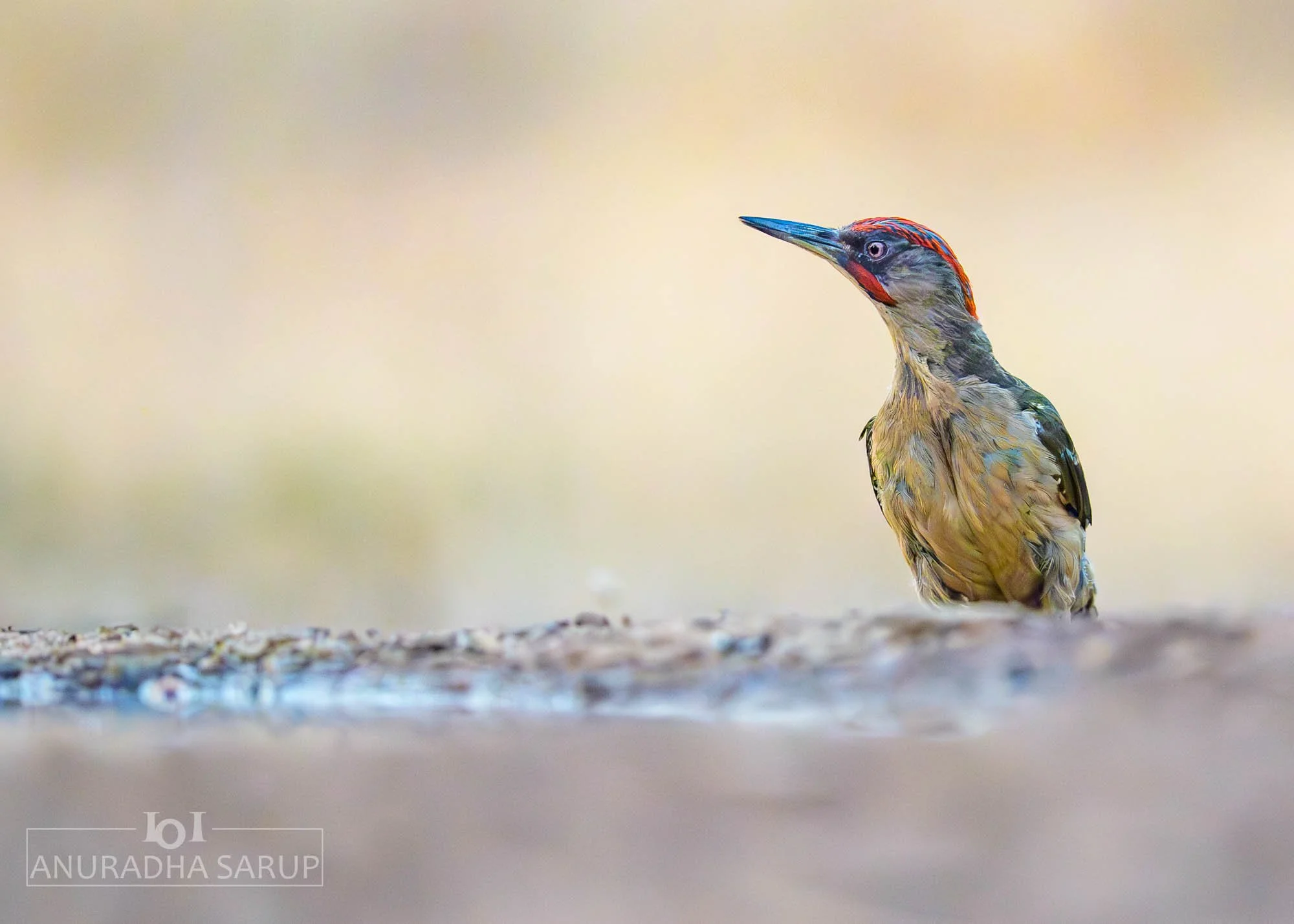 Iberian Green Woodpecker