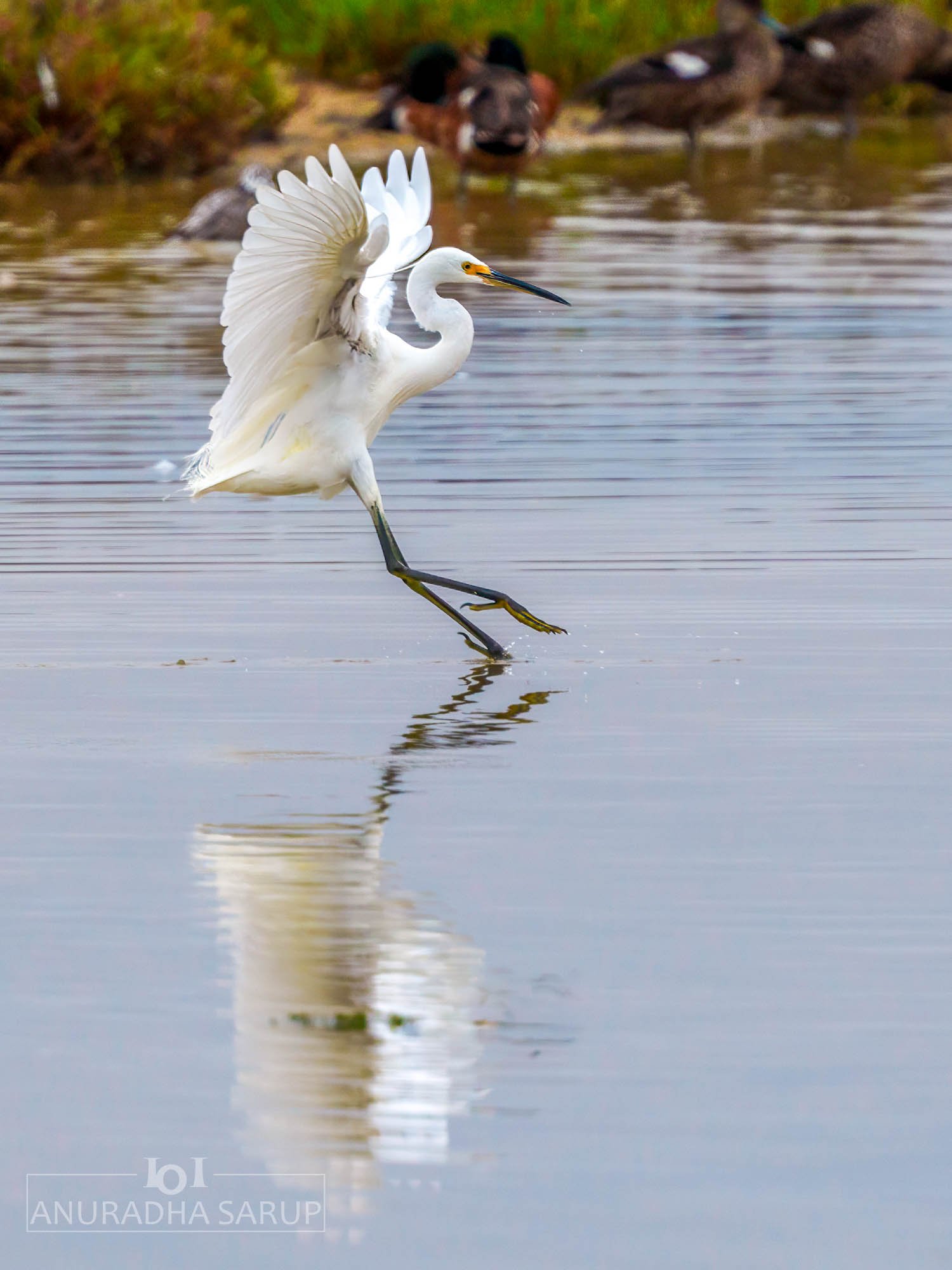 Great egret