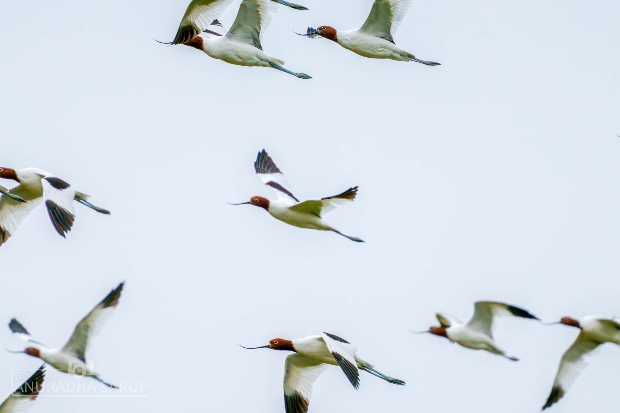 Red-necked Avocet