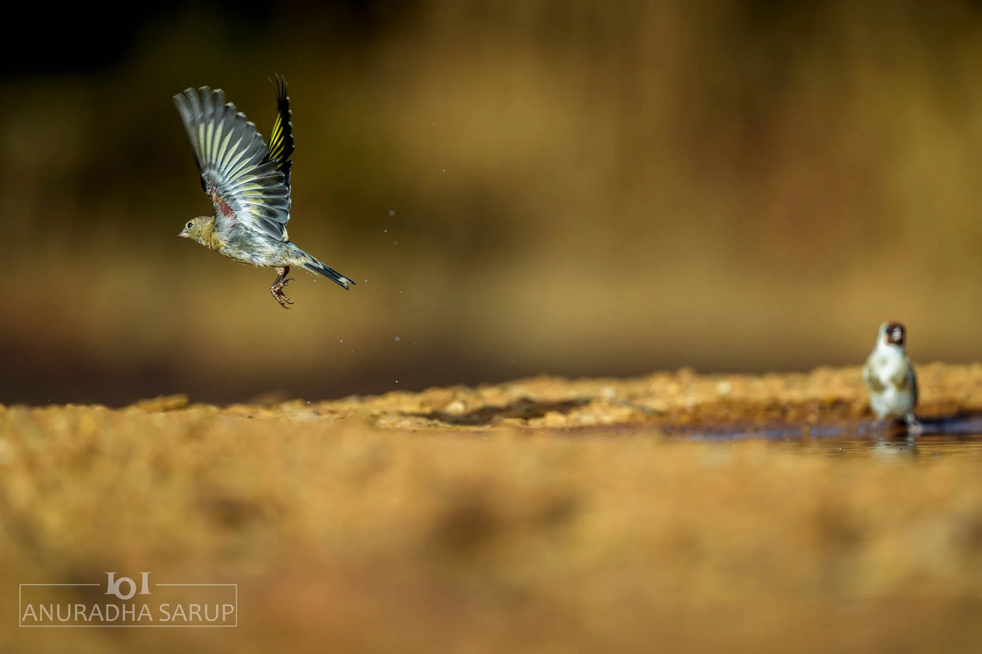 European goldfinch
