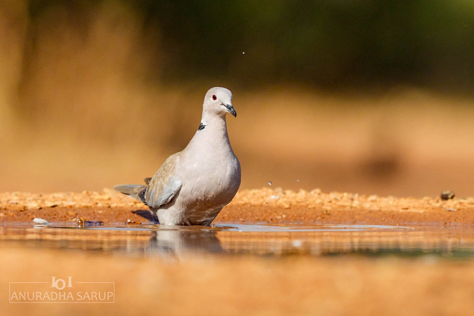 Eurasian Collared-Dove