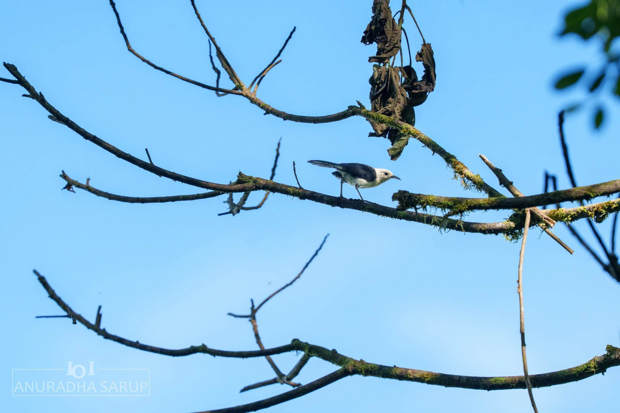White-headed Wren