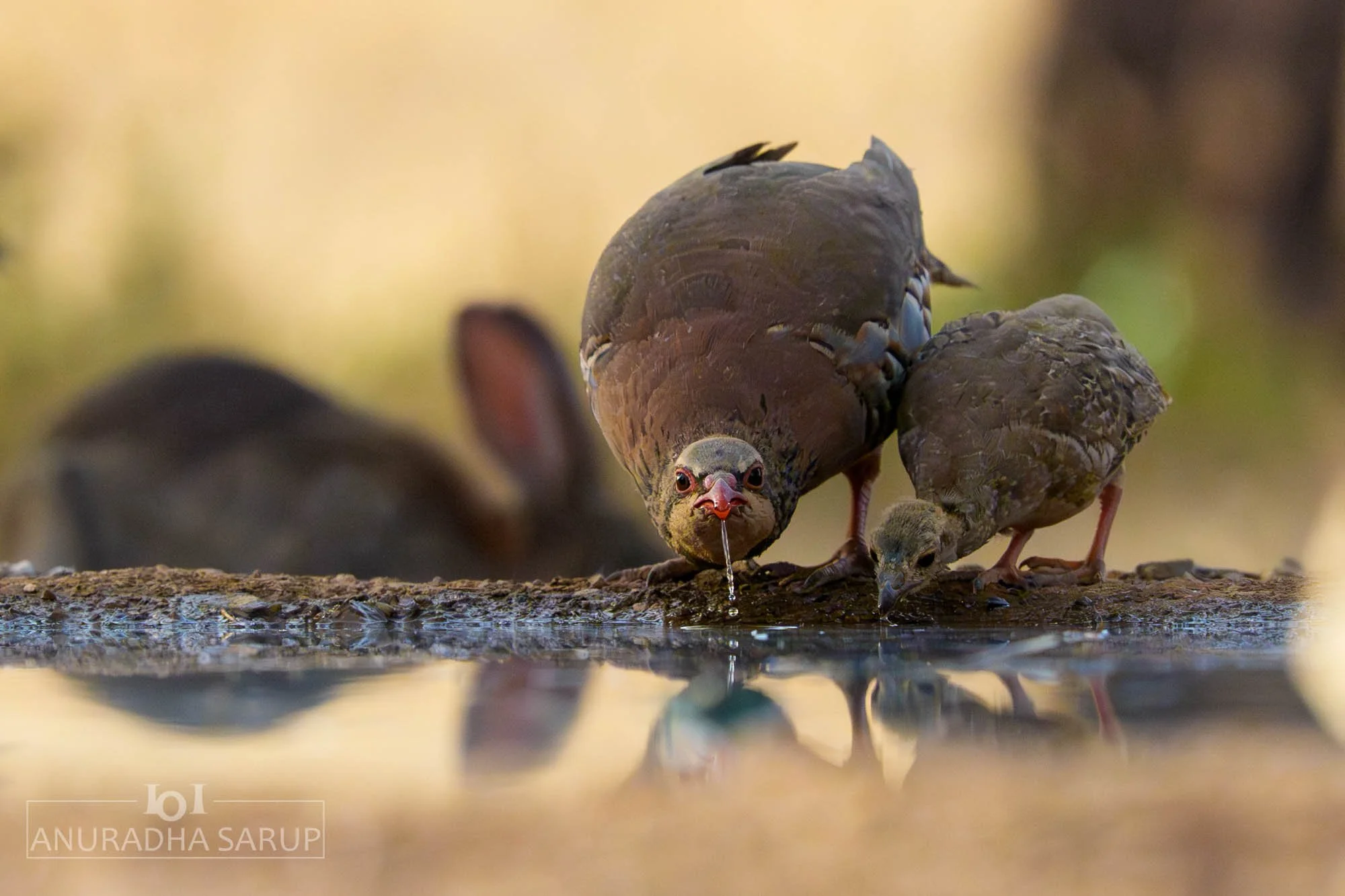 Red-legged Partridge
