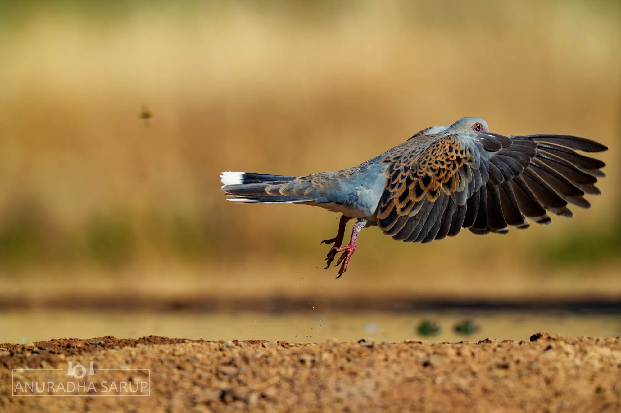 European Turtle-Dove