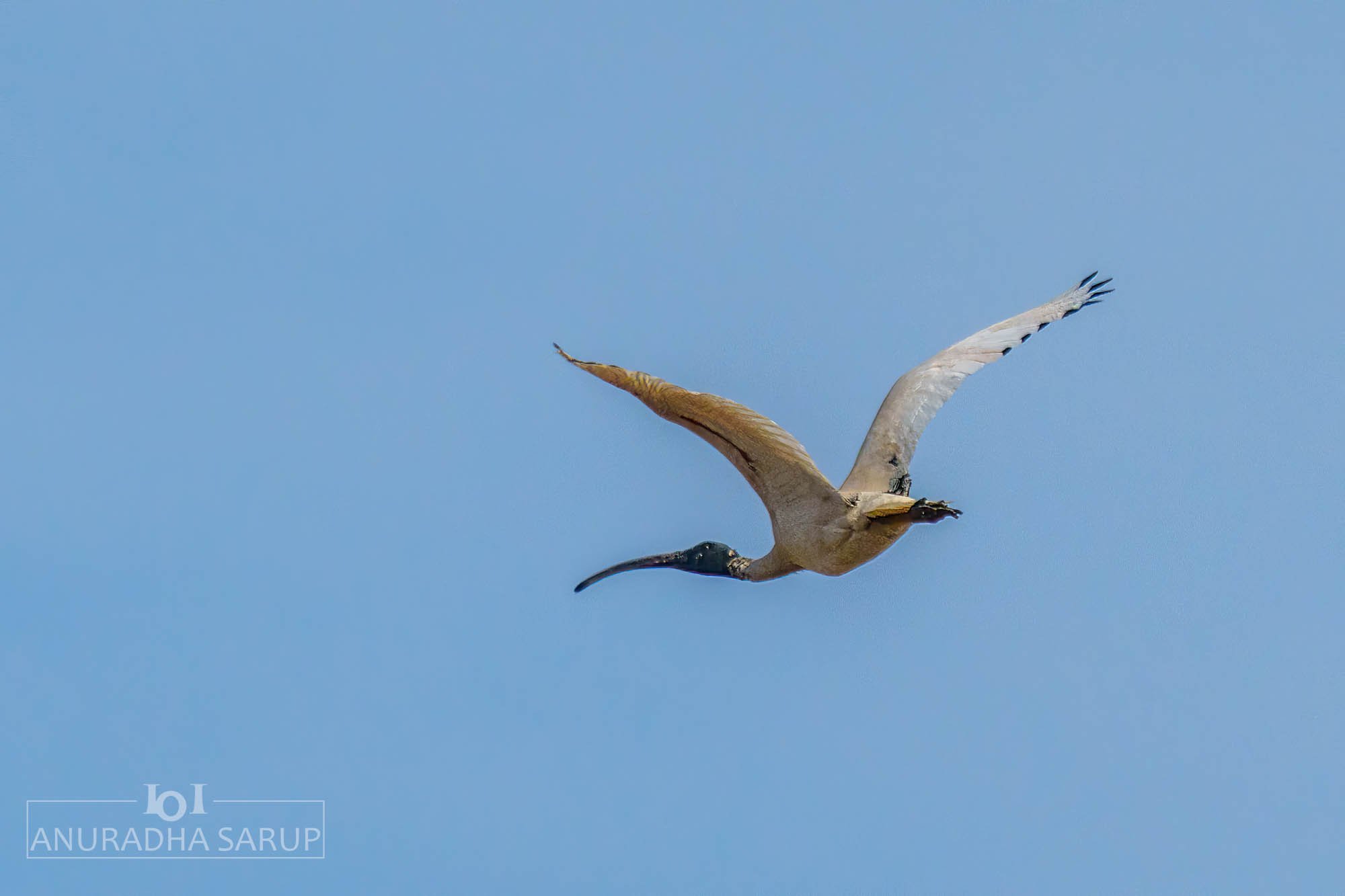 Australian Ibis