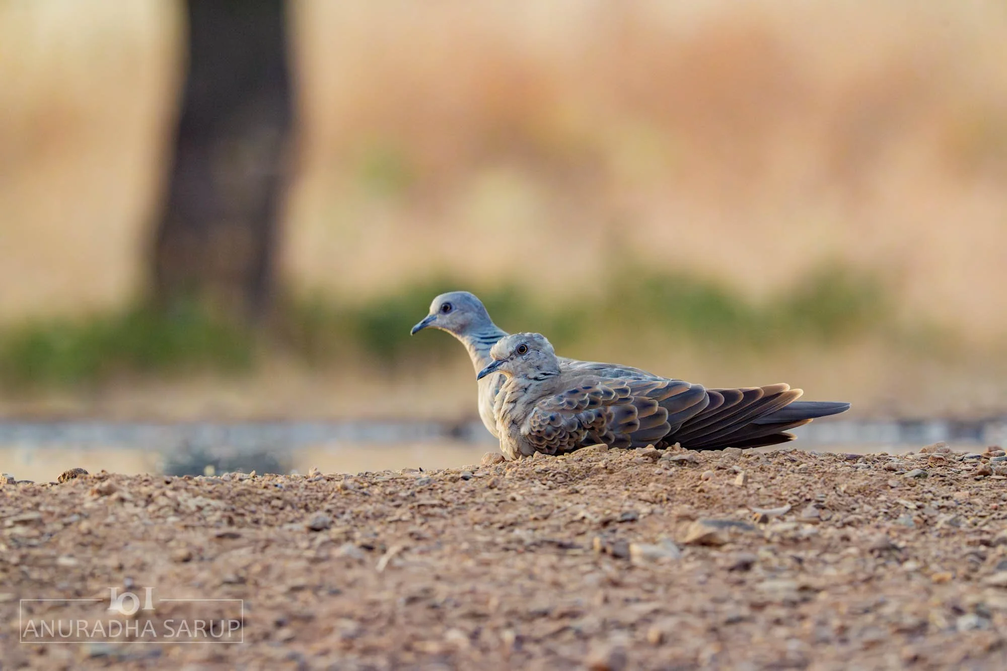 European Turtle-Dove