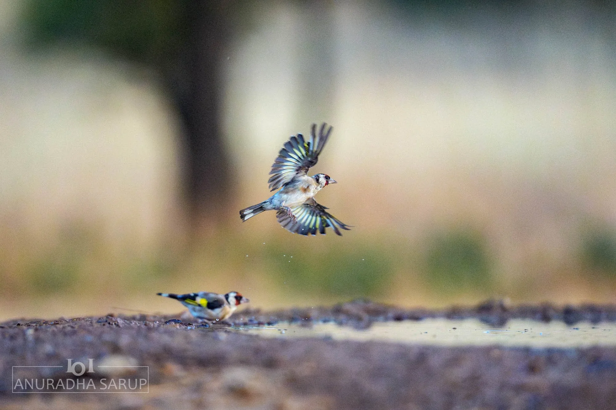 European goldfinch