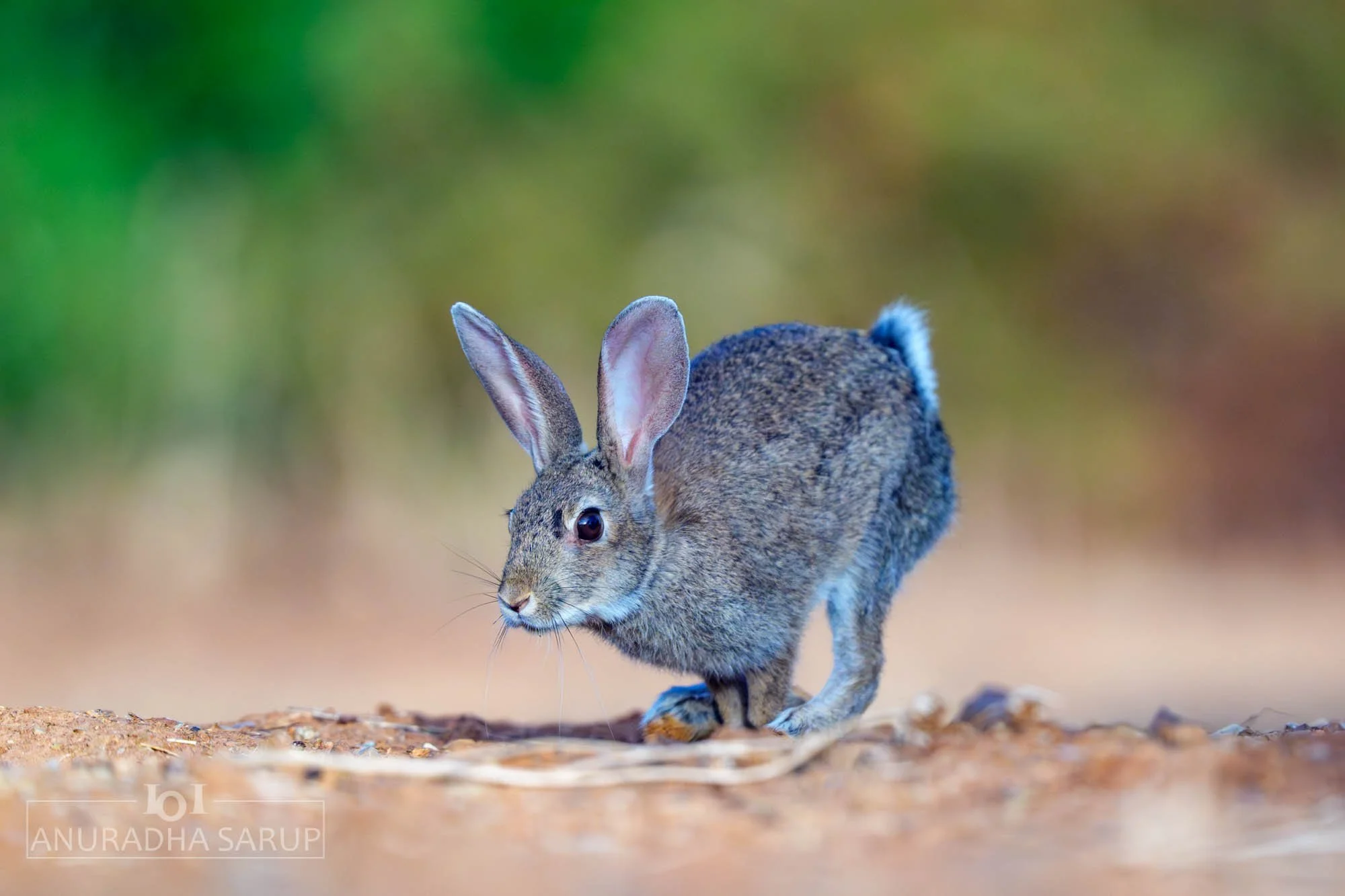 European rabbit