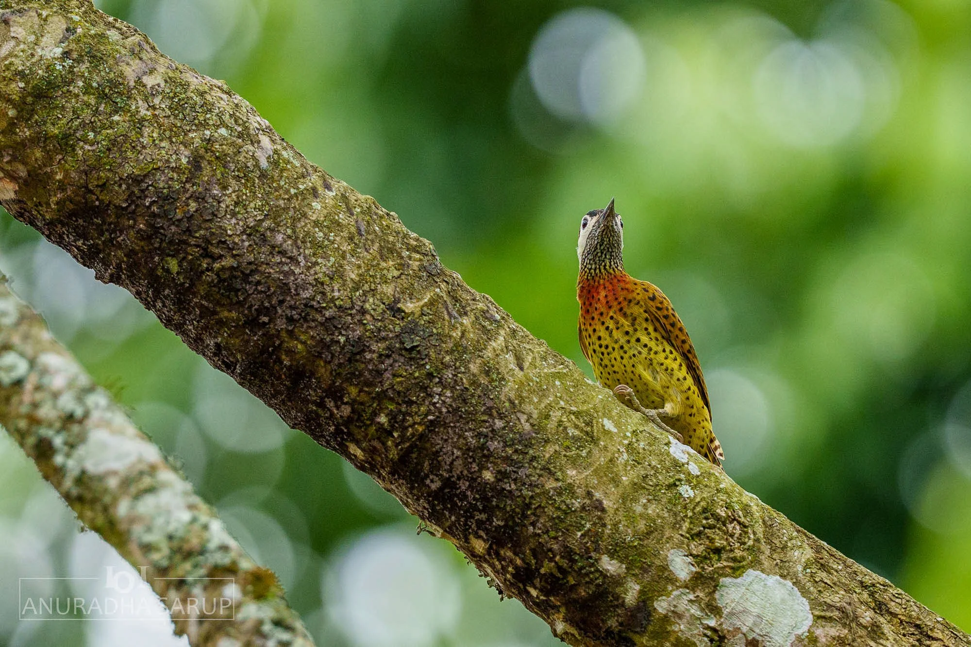Spot-breasted Woodpecker