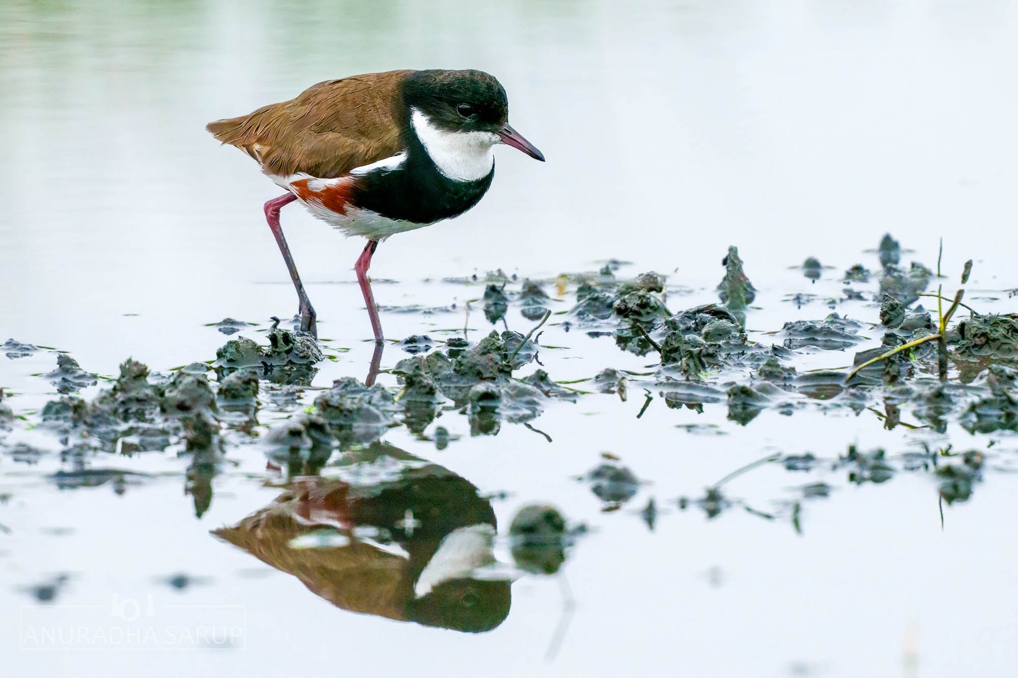 Red-kneed dotterel