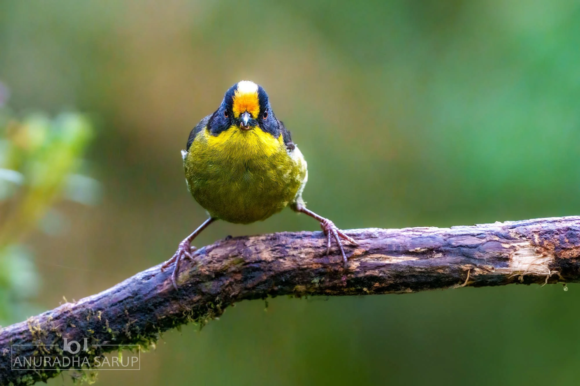 Pale-naped Brushfinch