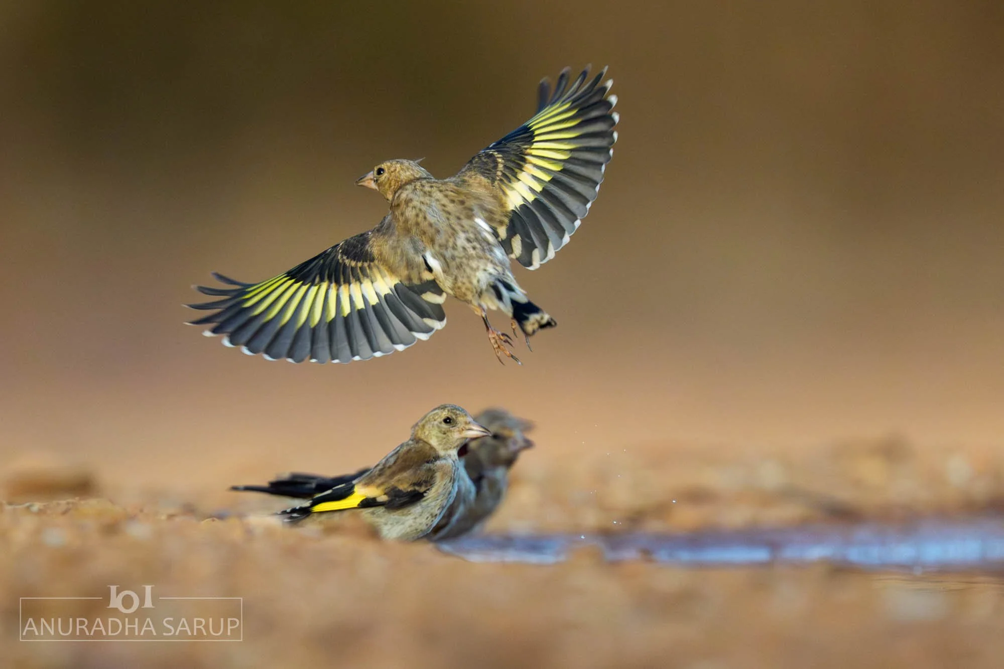 European goldfinch